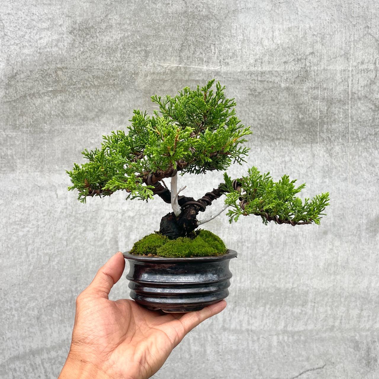 野趣小品盆栽》宮阪系魚川真柏102．日本🇯🇵真柏．松柏盆景野趣小品盆栽