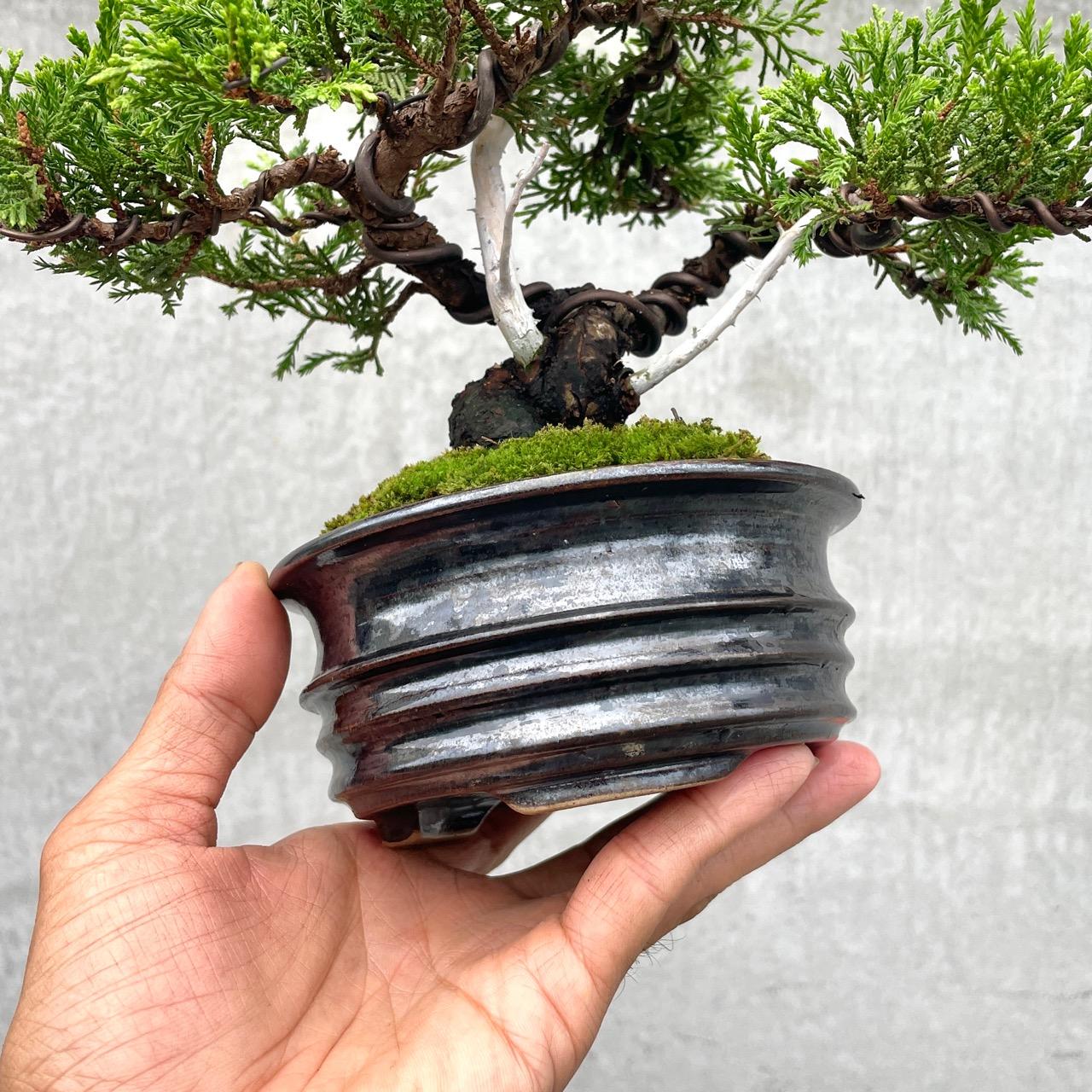野趣小品盆栽》宮阪系魚川真柏102．日本🇯🇵真柏．松柏盆景野趣小品盆栽