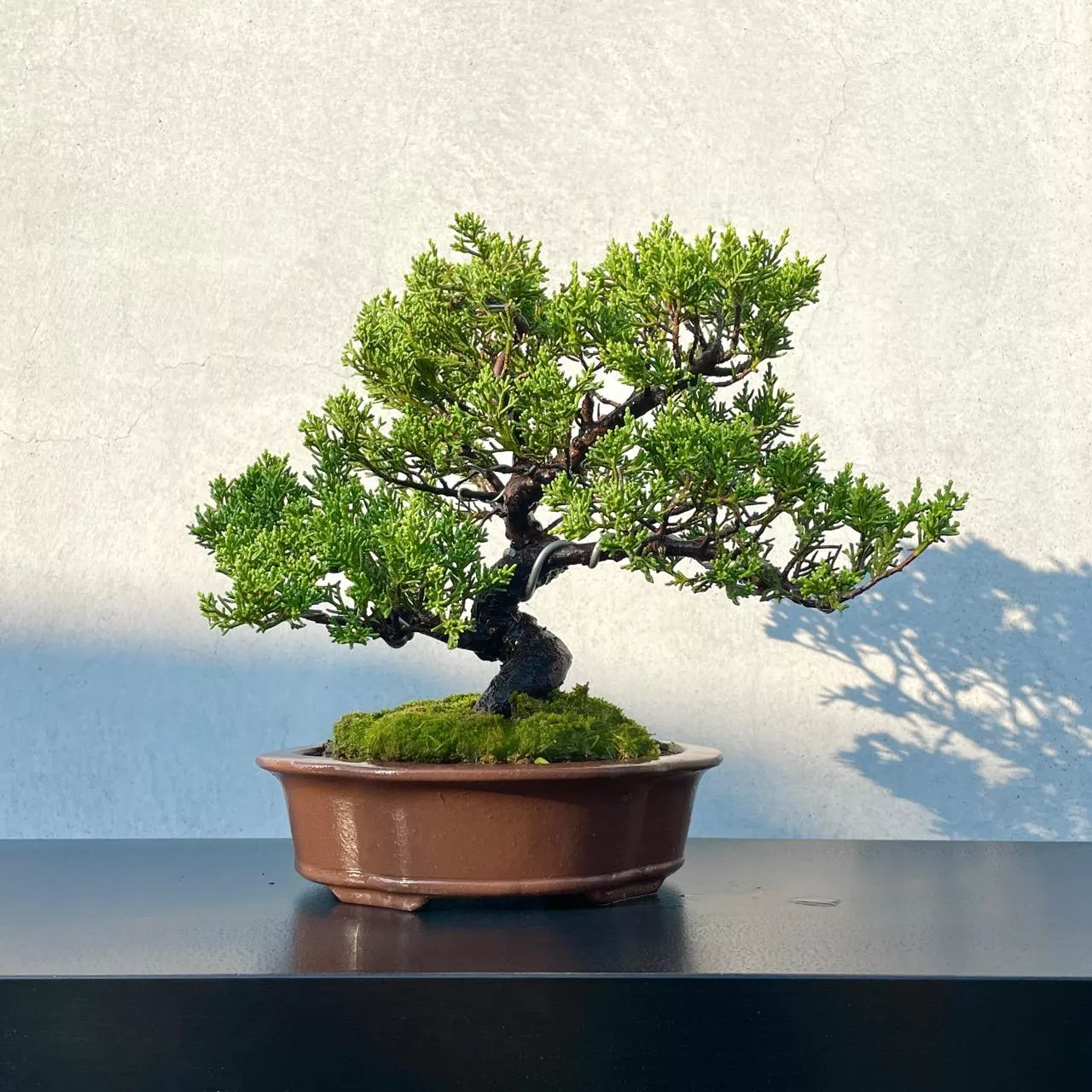 《野趣小品盆栽》系魚川真柏116．日本🇯🇵真柏．松柏盆景
