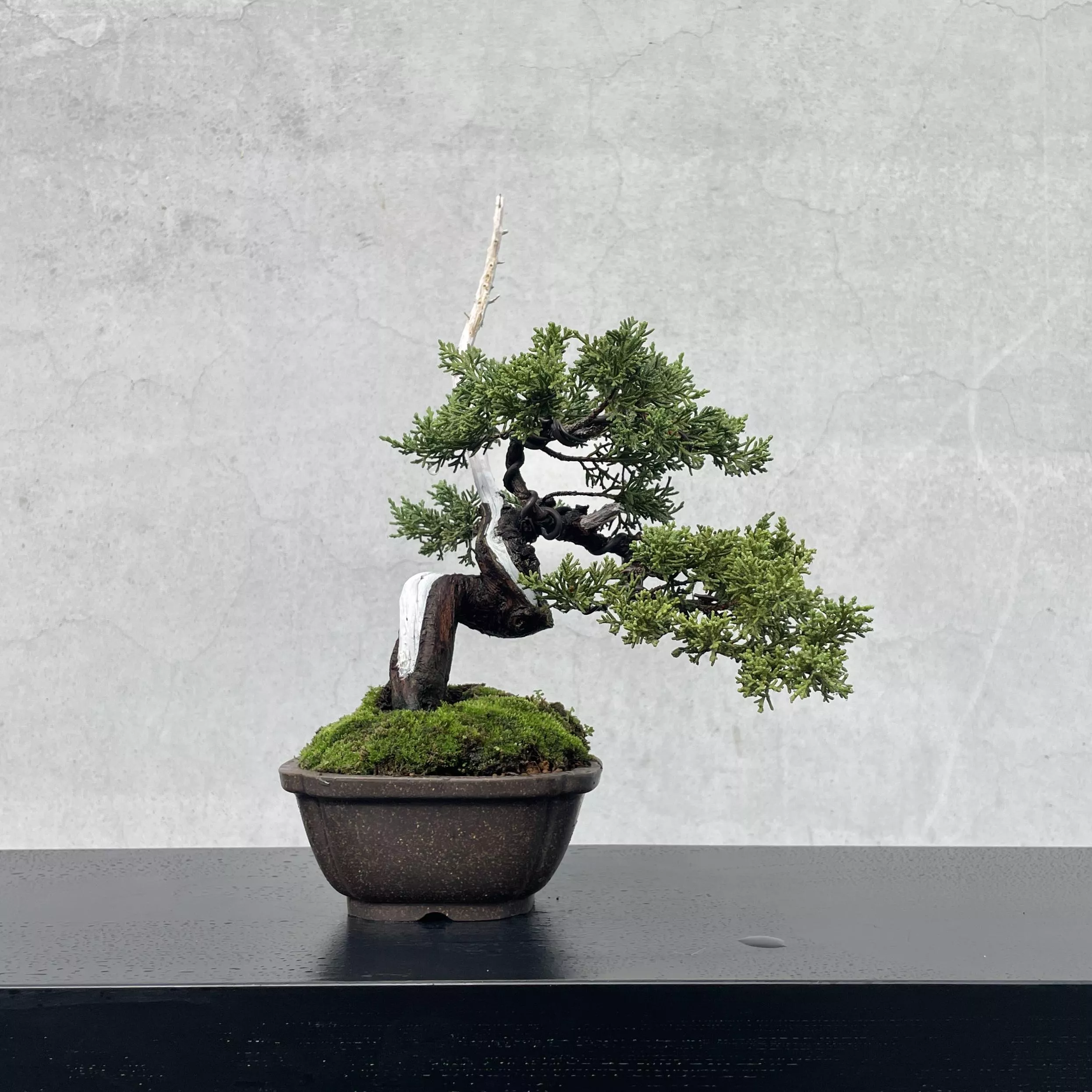 《野趣小品盆栽》系魚川真柏123．日本🇯🇵真柏．扭轉．松柏盆景（精品）