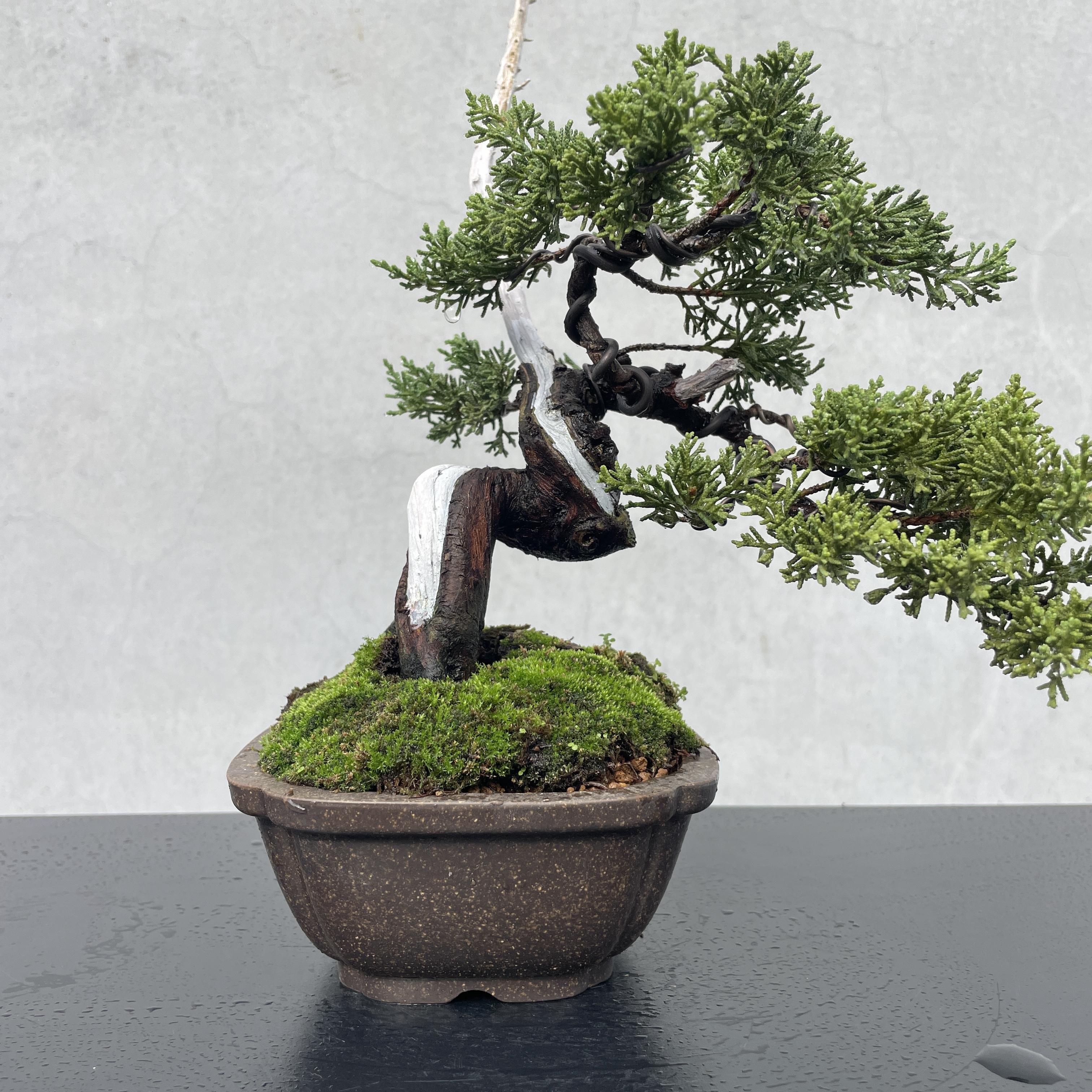 盆栽 雅祥園 小品 真柏