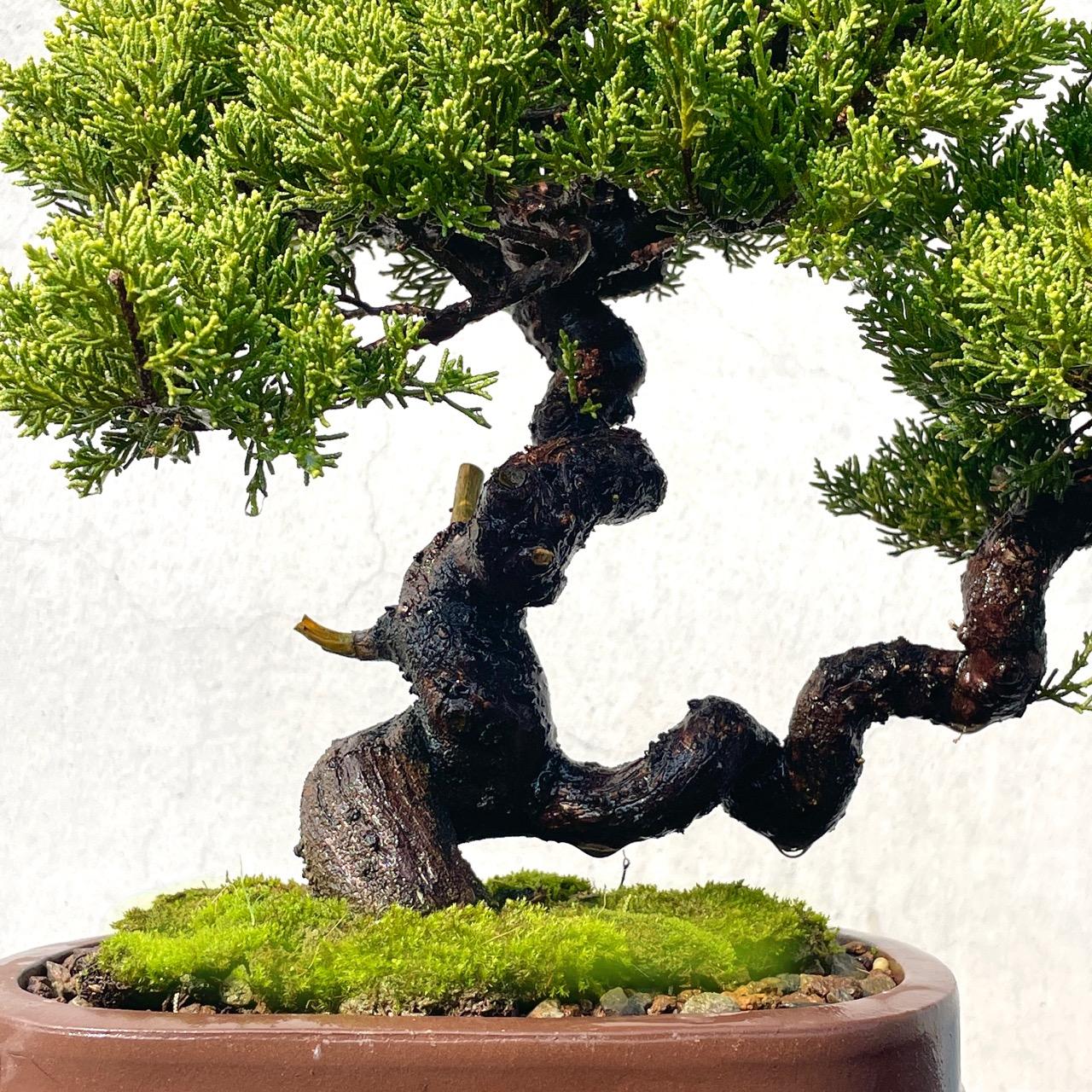 野趣小品盆栽》宮阪系魚川真柏92．日本真柏．松柏盆景（精品） 野趣