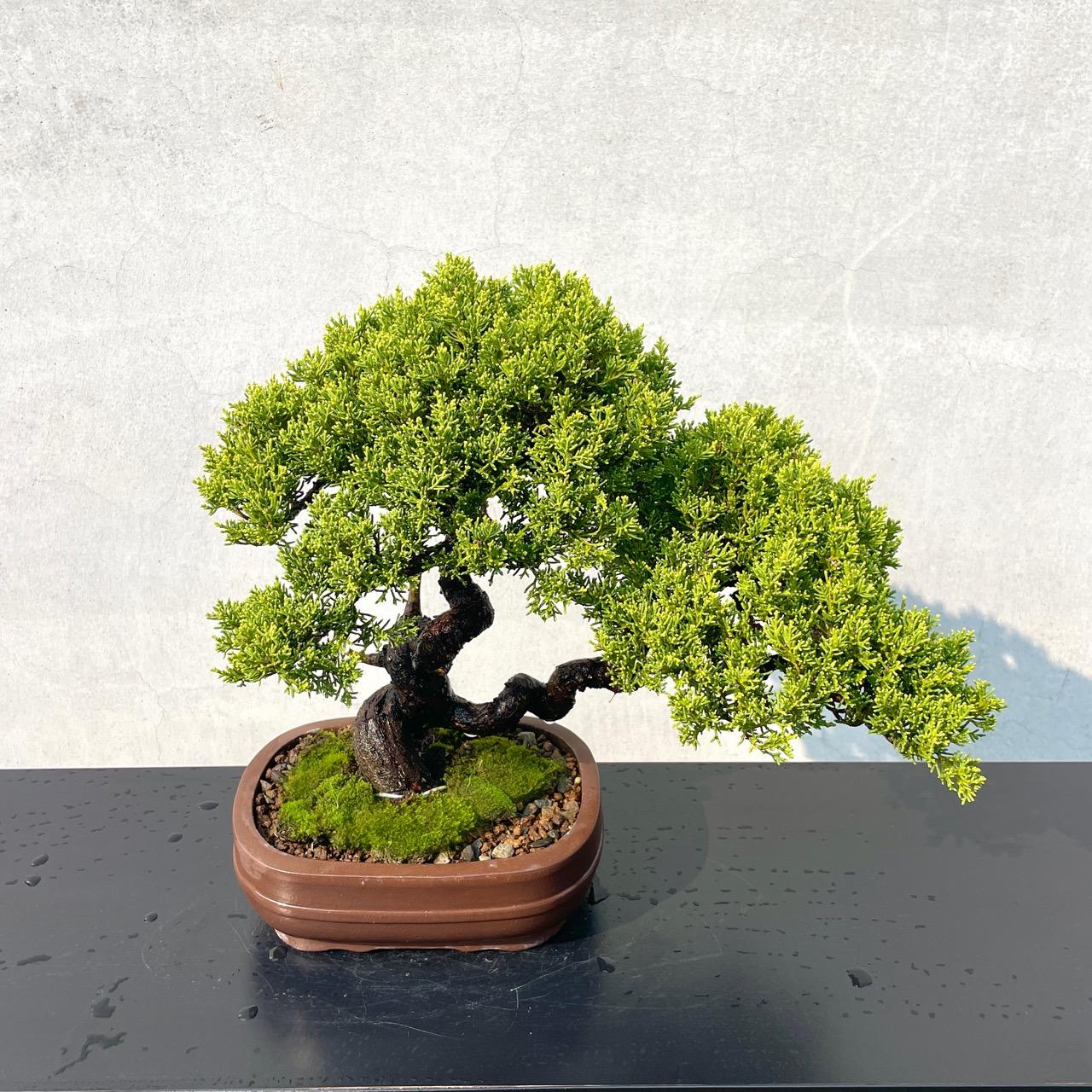 野趣小品盆栽》宮阪系魚川真柏92．日本真柏．松柏盆景（精品） 野趣