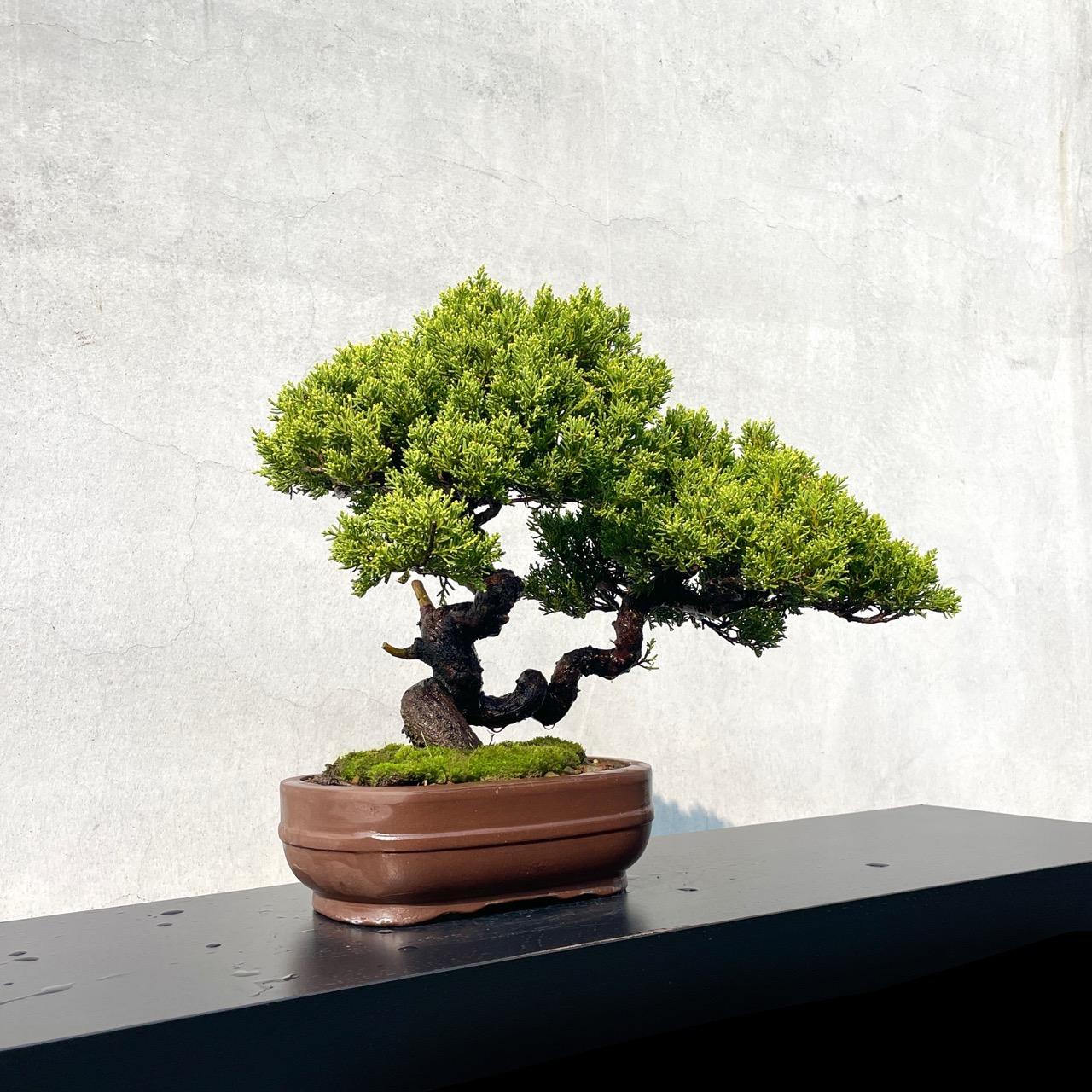 野趣小品盆栽》宮阪系魚川真柏92．日本真柏．松柏盆景（精品） 野趣