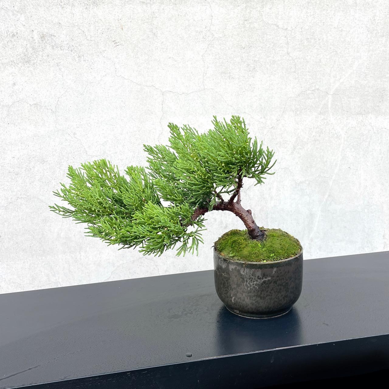 野趣小品盆栽》台灣真柏60．松柏盆栽盆景．送禮野趣小品盆栽