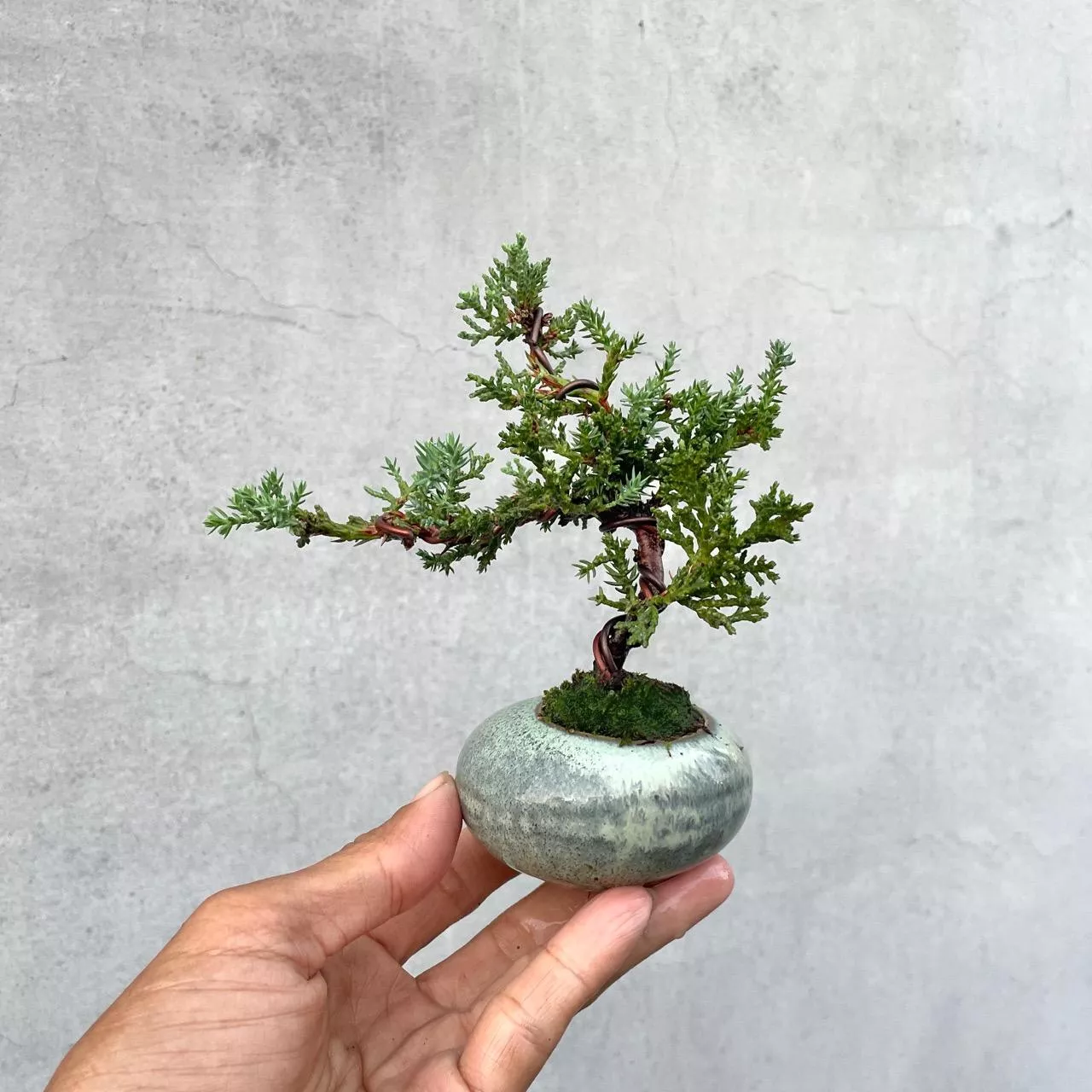 《野趣小品盆栽》珍珠柏207•豆盆栽•迷你盆栽盆景.松柏盆栽