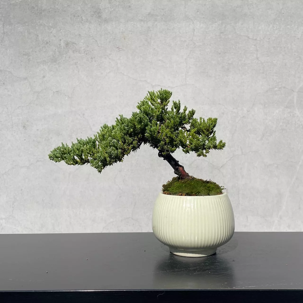 《野趣小品盆栽》珍珠柏209·松柏盆栽．盆景．送禮