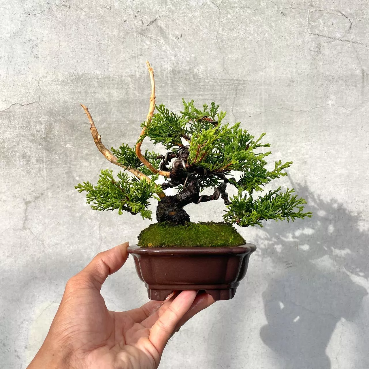 《野趣小品盆栽》宮阪系魚川真柏124．松柏盆景．送禮（迷你精品）