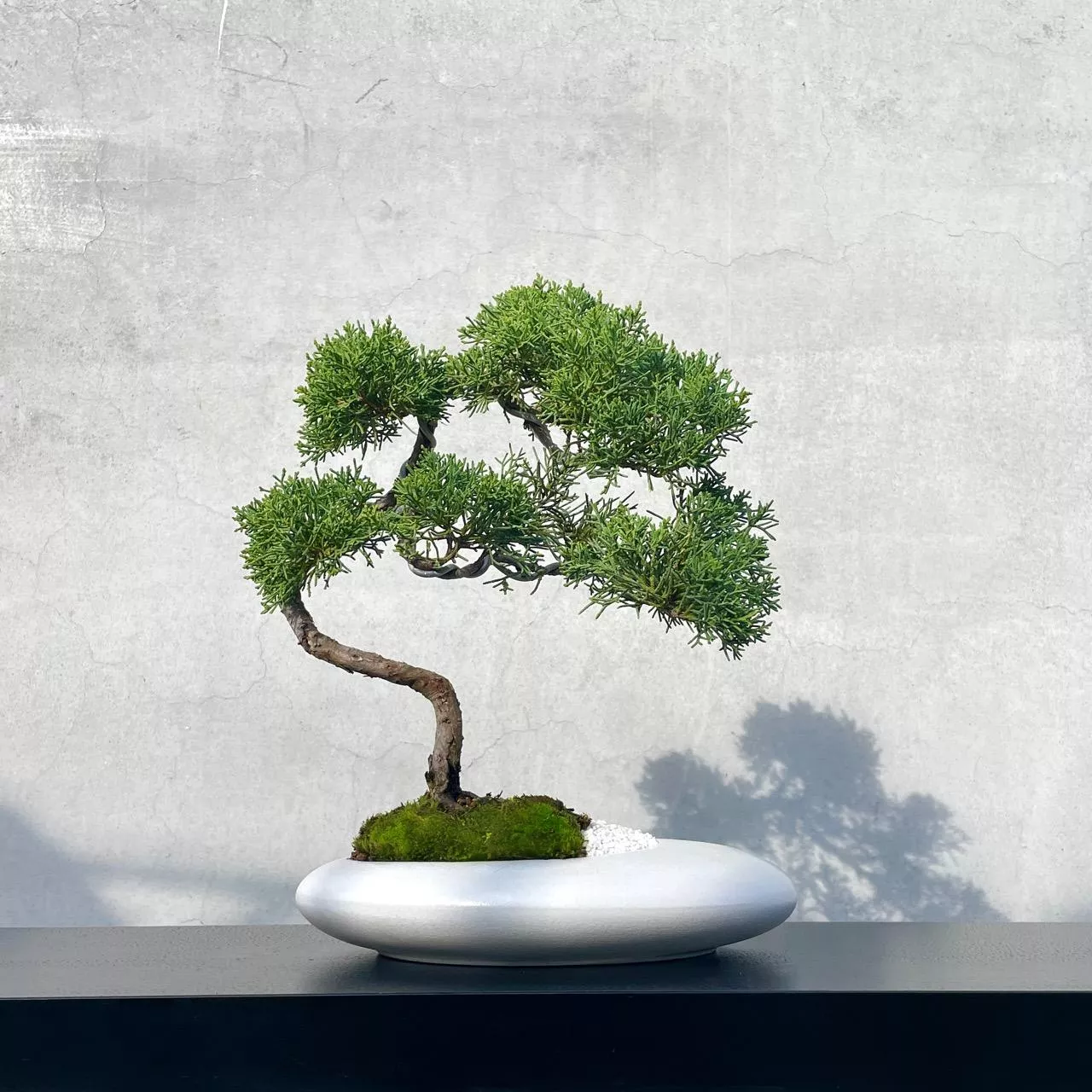 《野趣小品盆栽》紀州真柏45．鐵柏盆景．松柏盆栽