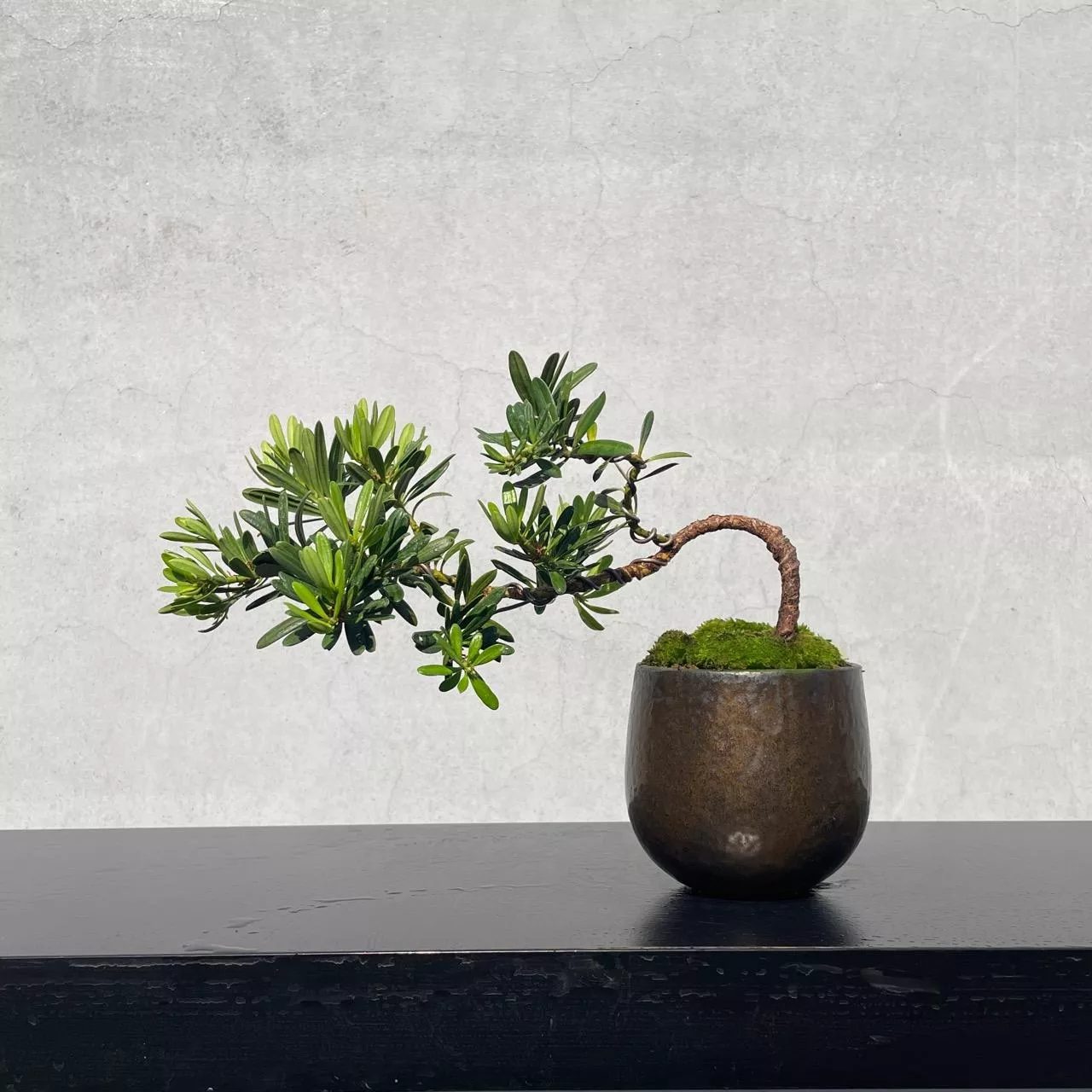 《野趣小品盆栽》滿天星羅漢松