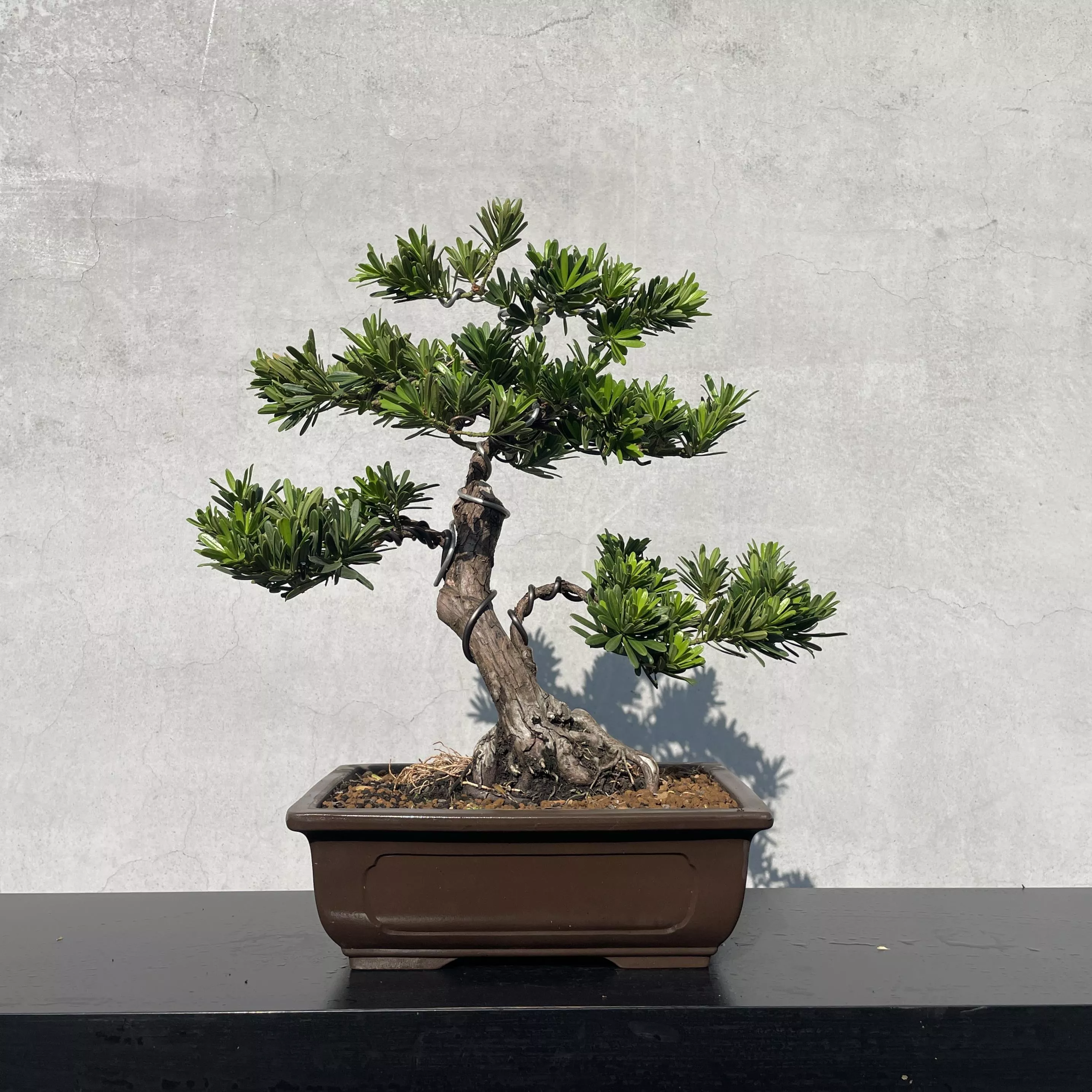 《野趣小品盆栽》羅漢松．送禮