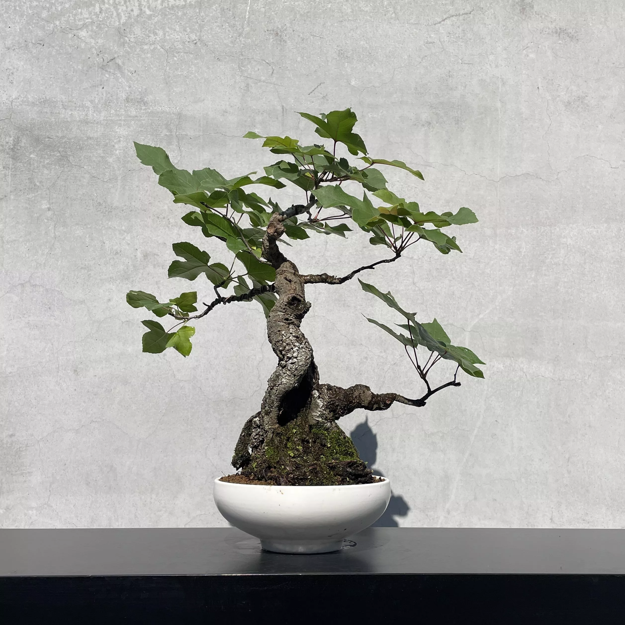 《野趣小品盆栽》香楓．楓香（老欉、老樹頭）