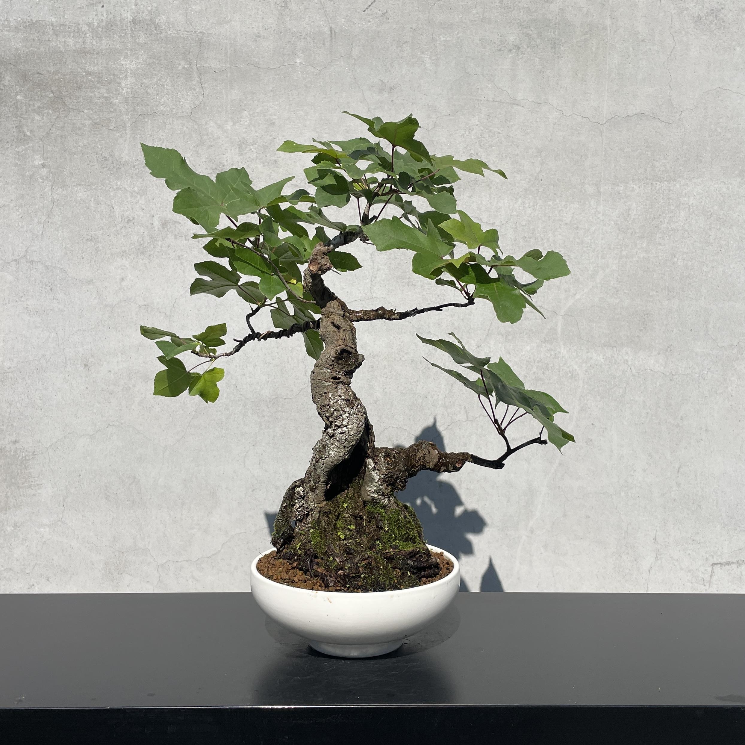 野趣小品盆栽》香楓．楓香（老欉、老樹頭） 野趣小品盆栽
