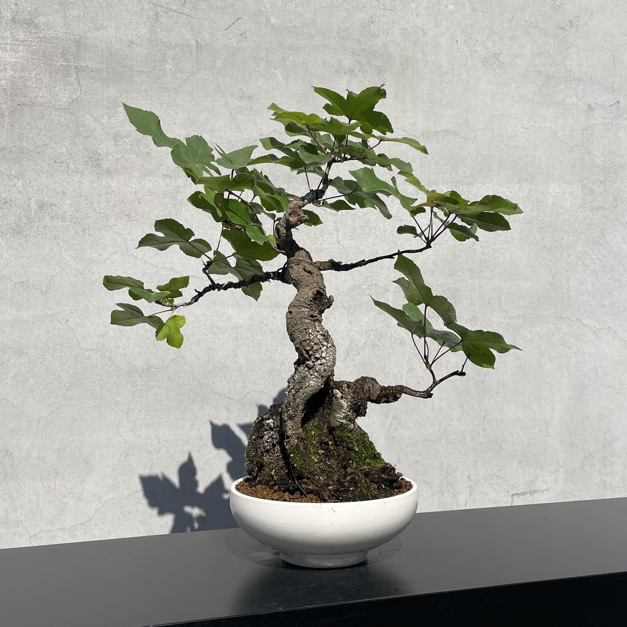 野趣小品盆栽》香楓．楓香（老欉、老樹頭） 野趣小品盆栽