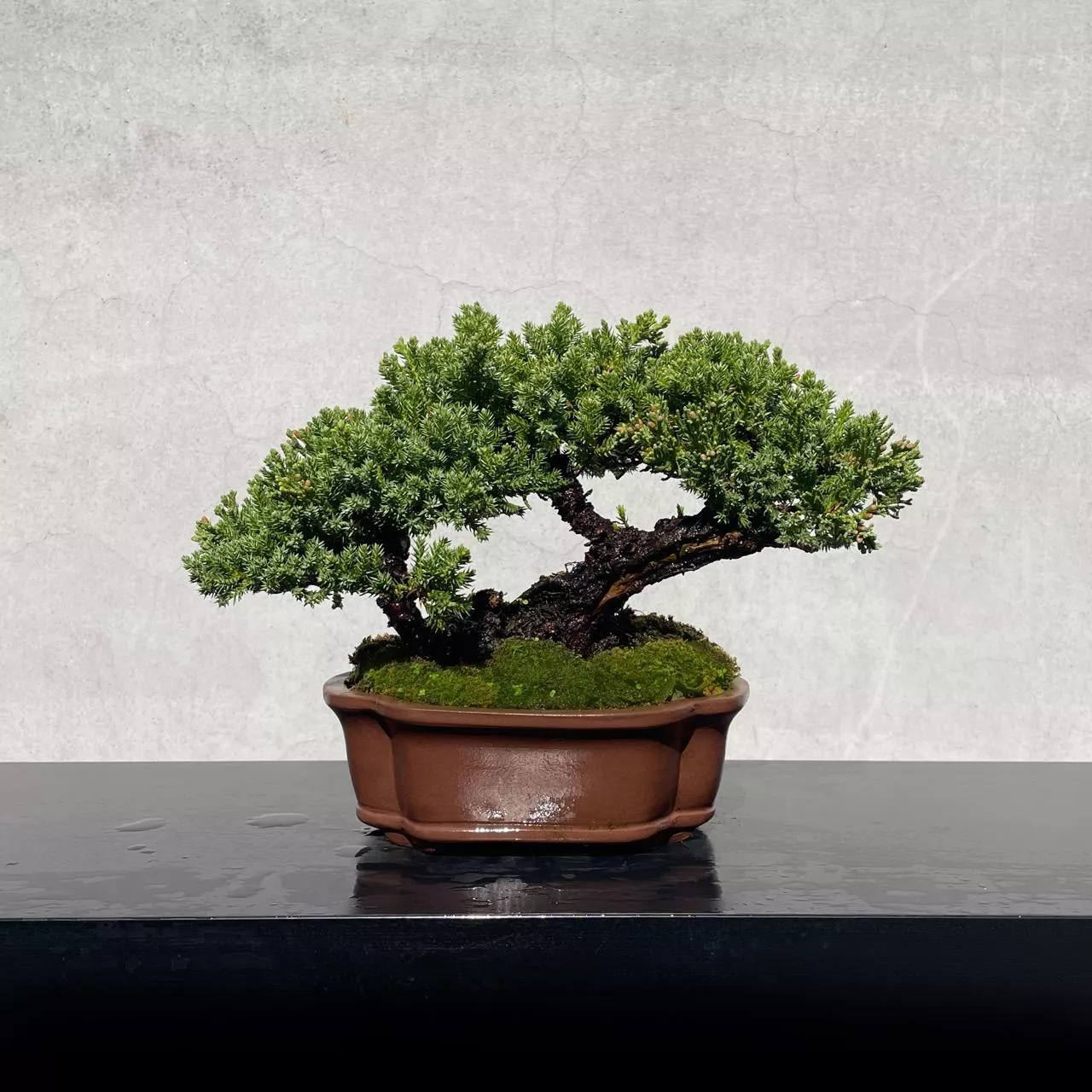 《野趣小品盆栽》珍珠柏213· 送禮．松柏盆栽．盆景（國泰樹形）