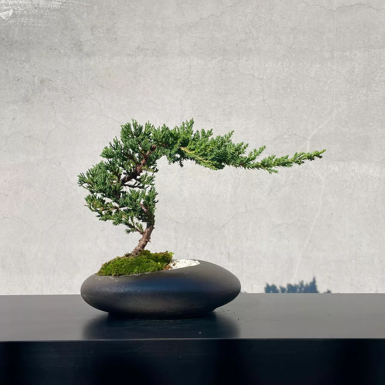 《野趣小品盆栽》珍珠柏212．松柏盆栽盆景．送禮