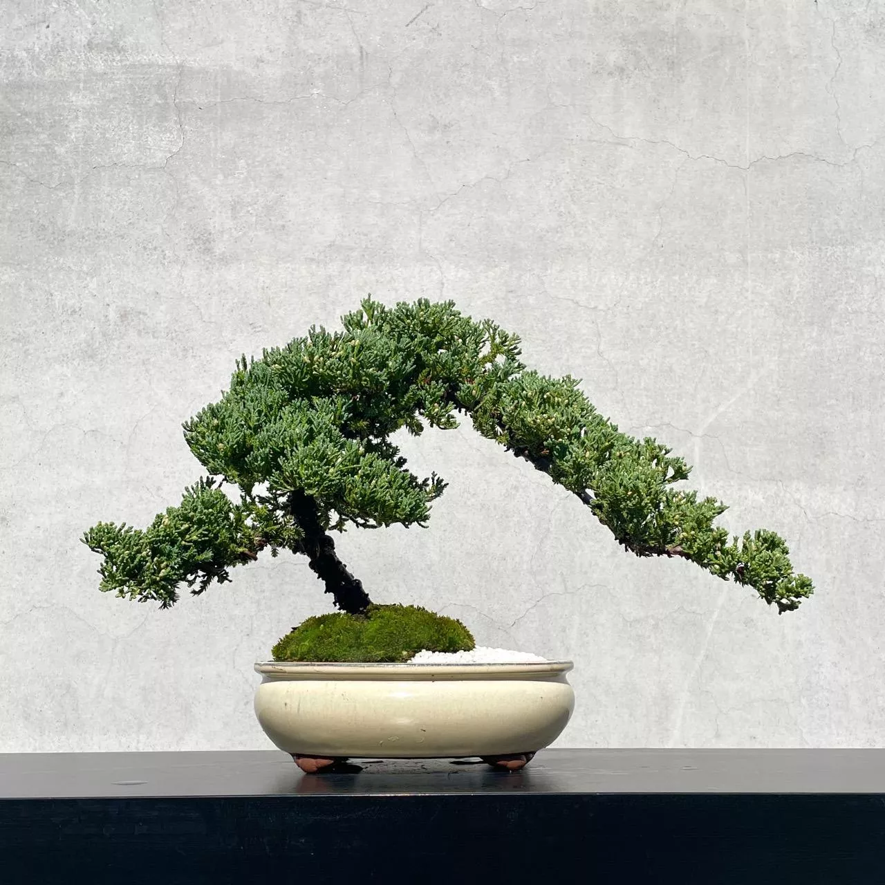 《野趣小品盆栽》珍珠柏211·盆景．送禮．松柏盆栽