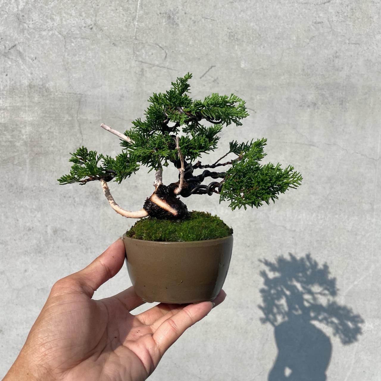 野趣小品盆栽》宮阪系魚川真柏127．日本🇯🇵真柏．扭轉．松柏盆景