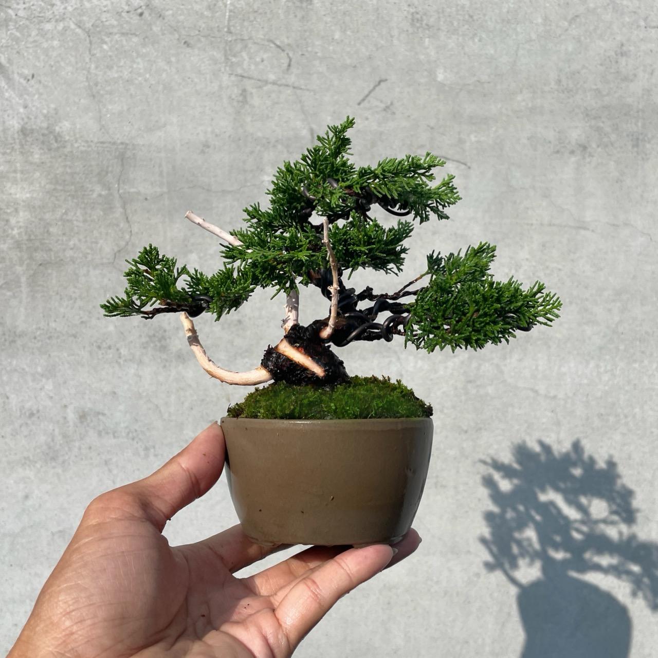 野趣小品盆栽》宮阪系魚川真柏127．日本🇯🇵真柏．扭轉．松柏盆景