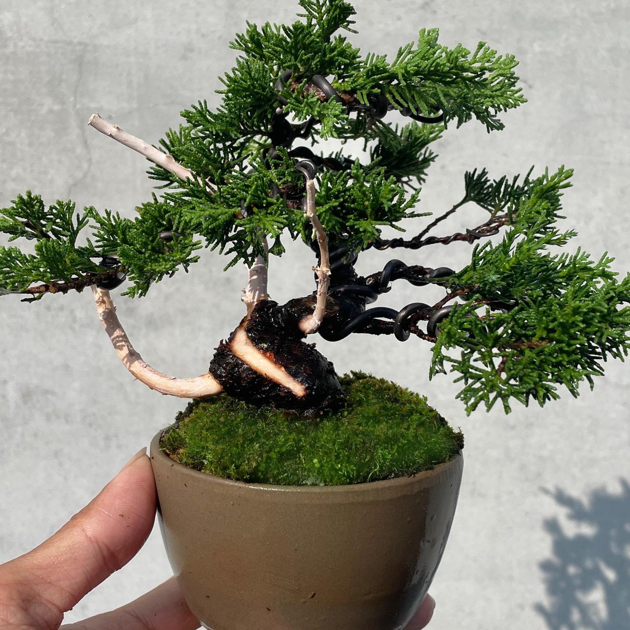 野趣小品盆栽》宮阪系魚川真柏127．日本🇯🇵真柏．扭轉．松柏盆景