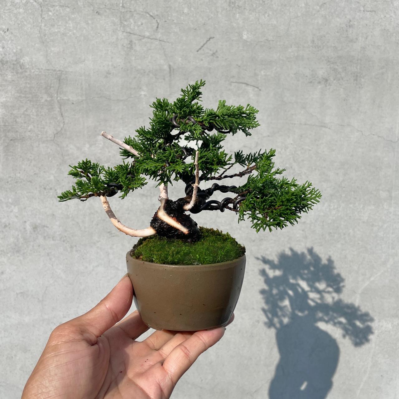 野趣小品盆栽》宮阪系魚川真柏127．日本🇯🇵真柏．扭轉．松柏盆景