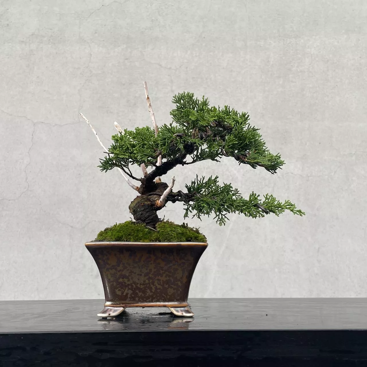 《野趣小品盆栽》宮阪系魚川真柏128．松柏盆景．送禮