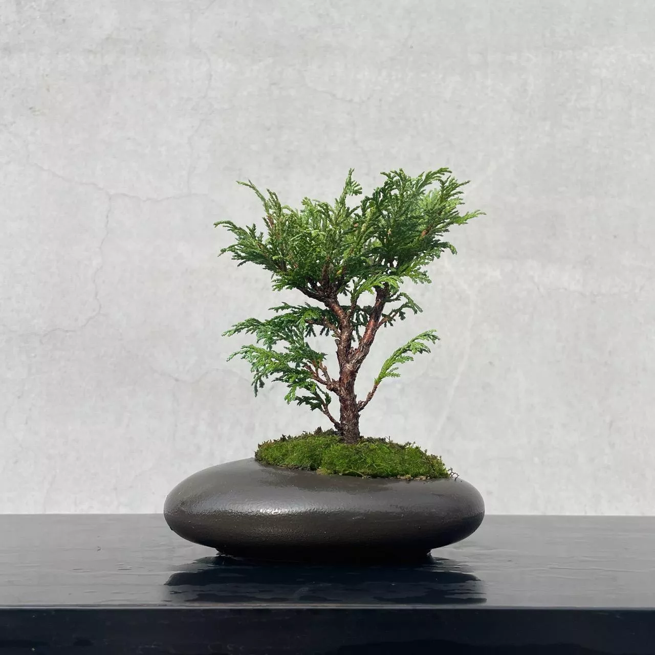 《野趣小品盆栽》日本姬檜木（比青檜葉子更細）