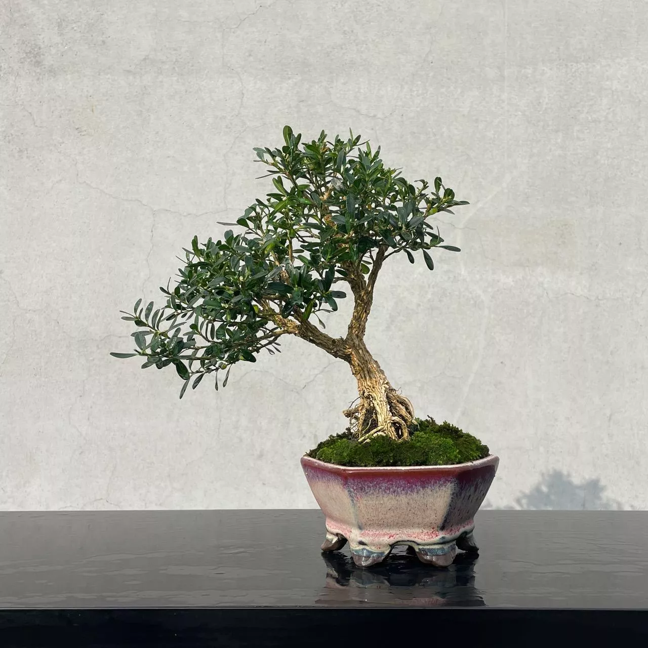 《野趣小品盆栽》雀舌黃楊．金柳