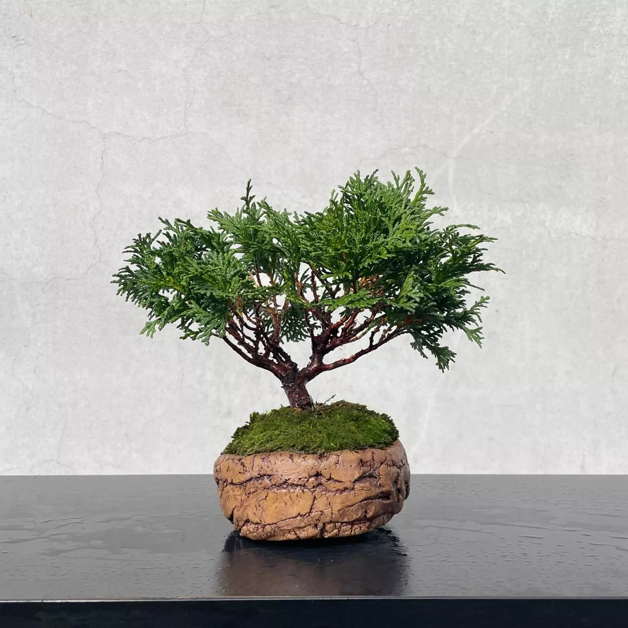 《野趣小品盆栽》日本青檜18．津山檜．檜木盆景．送禮