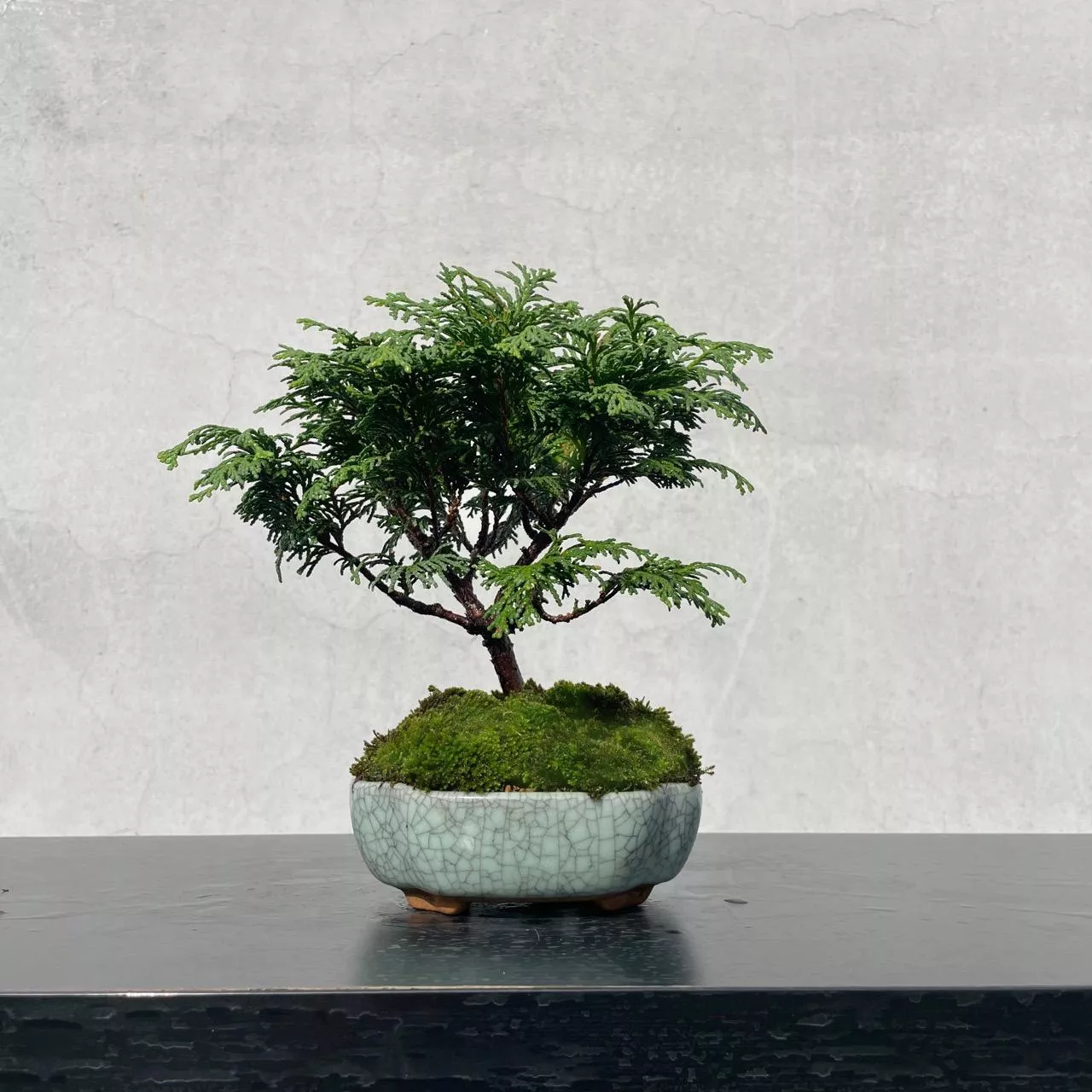 《野趣小品盆栽》日本姬檜木19．送禮
