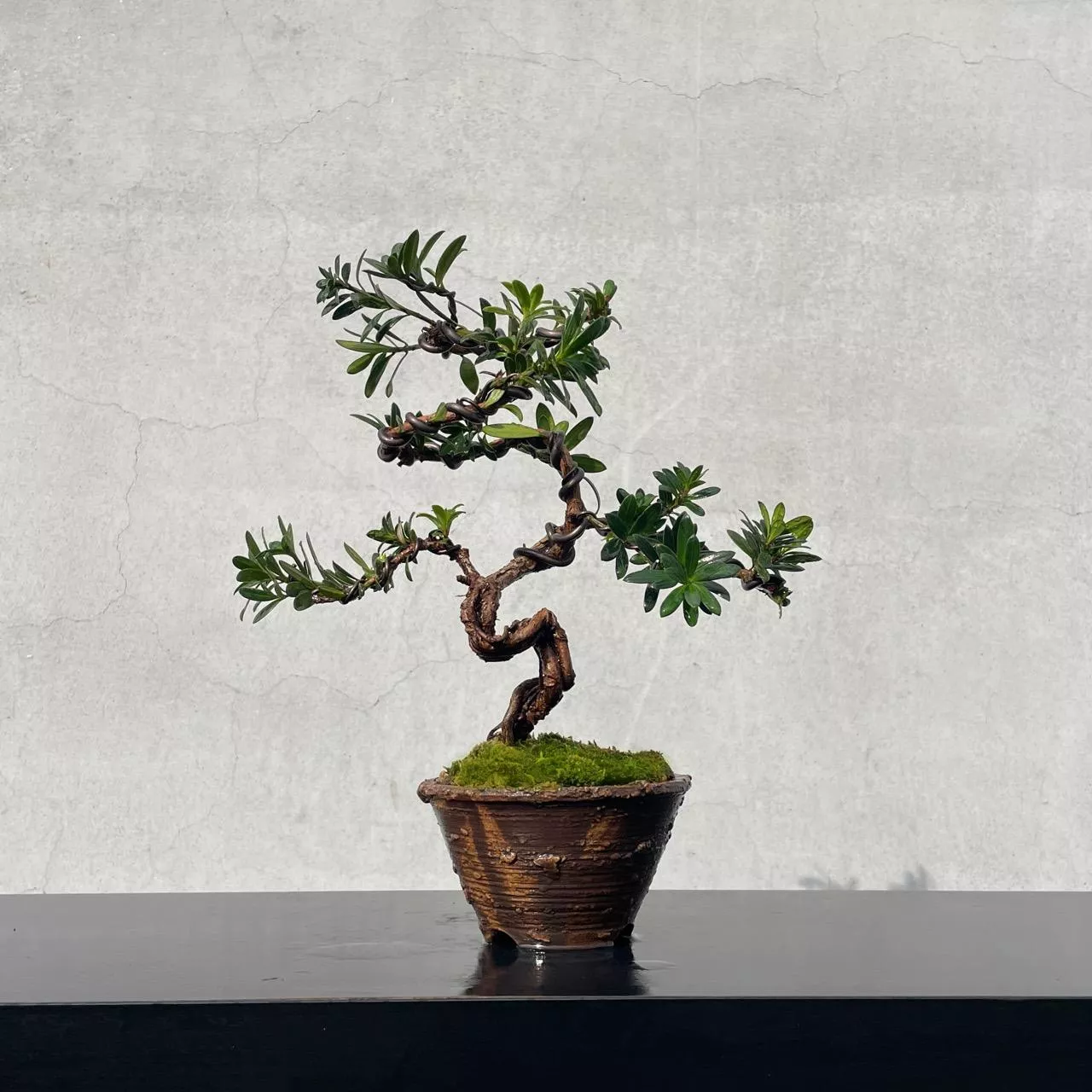 《野趣小品盆栽》珍珠羅漢松11．米葉羅漢松．原株非嫁接．送禮