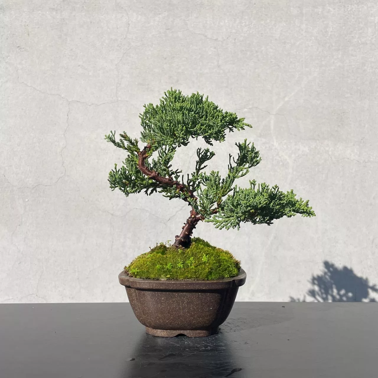 《野趣小品盆栽》珍珠柏218· 送禮．松柏盆栽．盆景