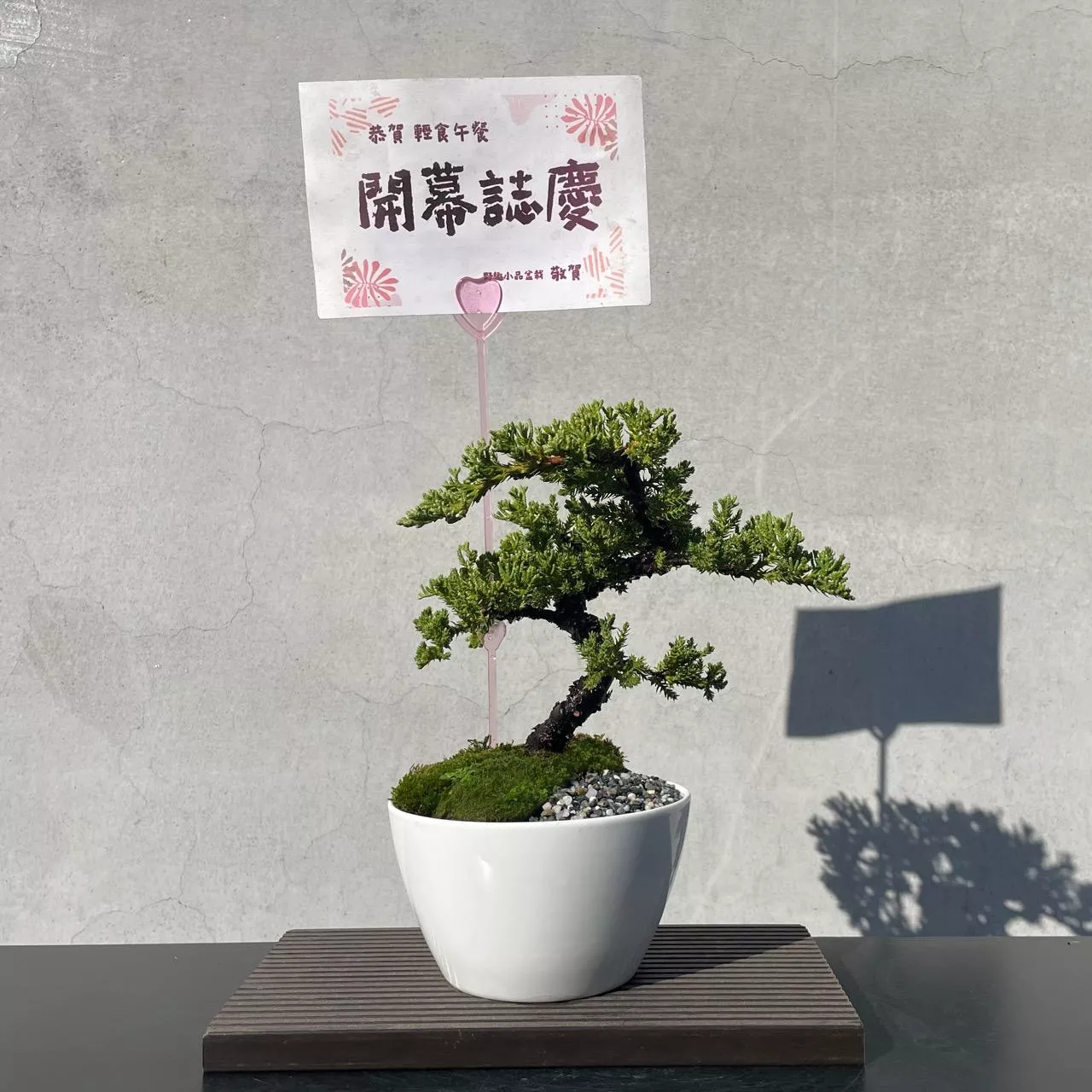 《野趣小品盆栽》珍珠柏219. 送禮．松柏盆栽盆景