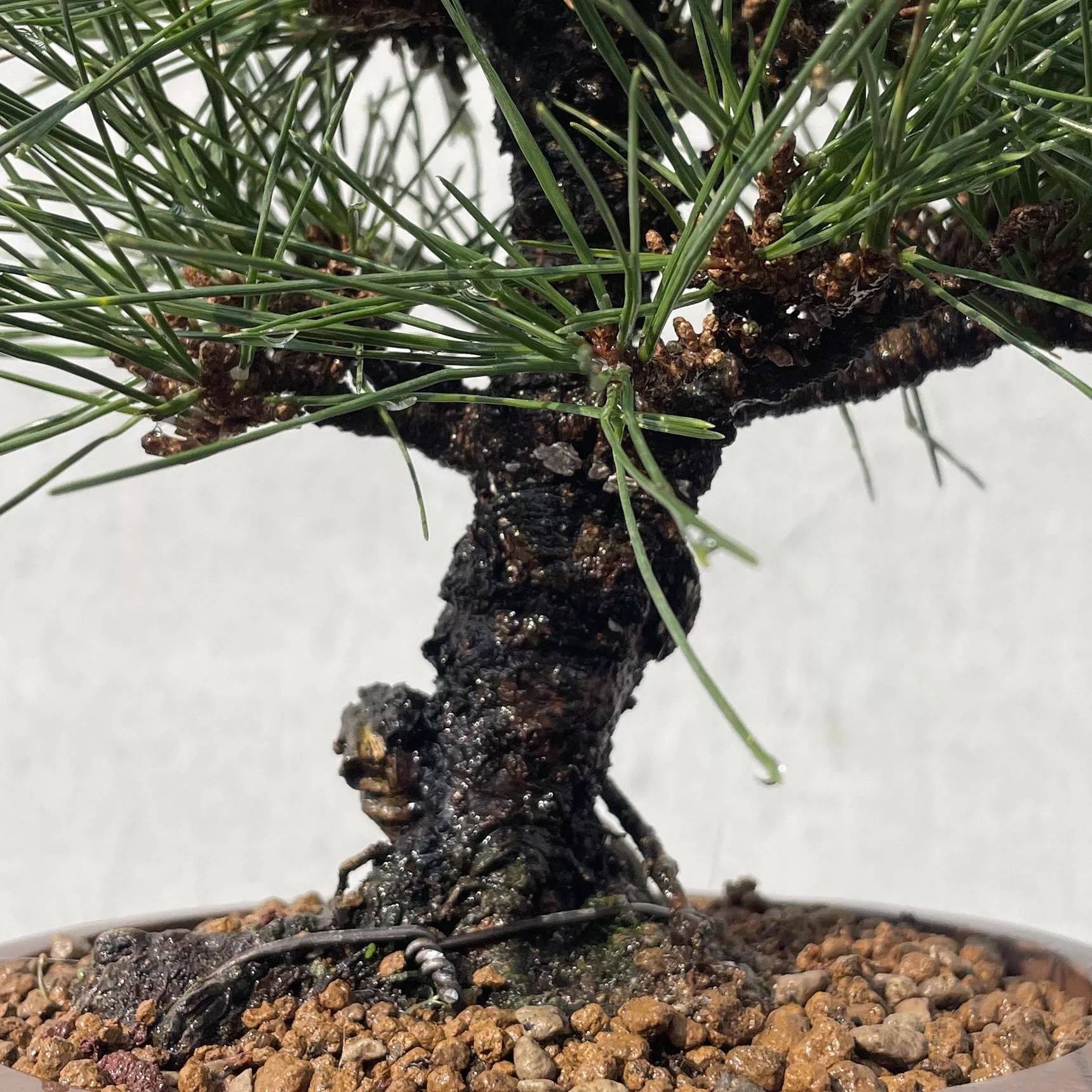 《野趣小品盆栽》日本🇯🇵八房岩石性黑松