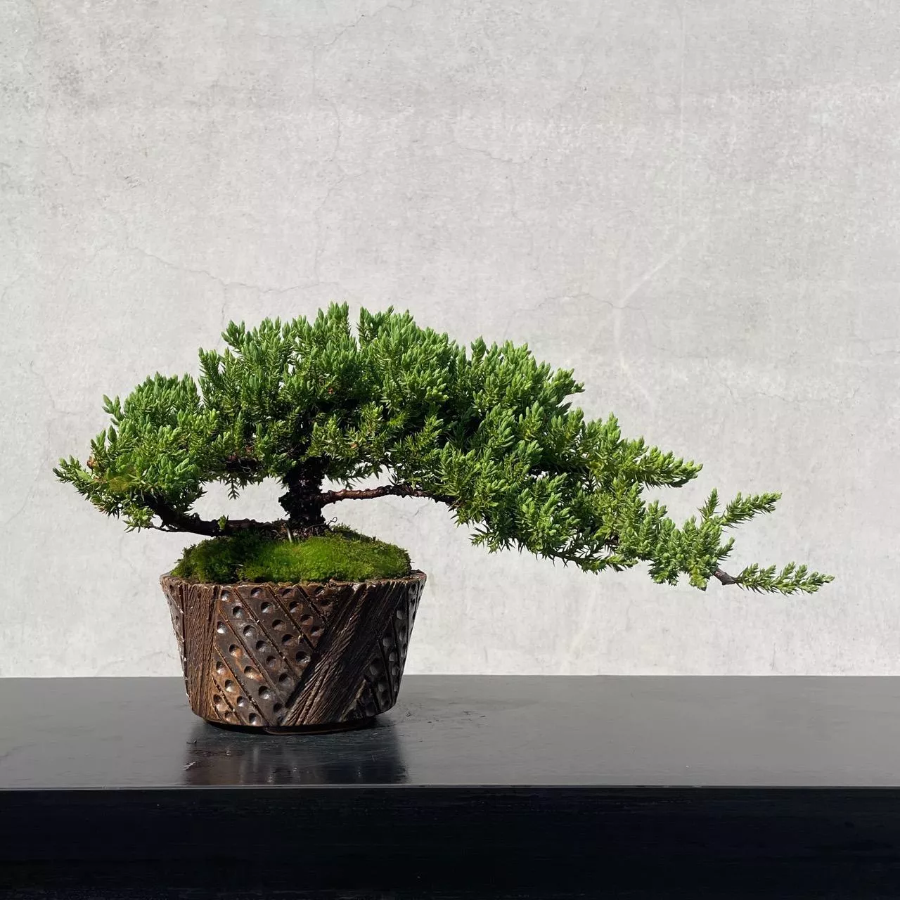 《野趣小品盆栽》珍珠柏229·盆景．送禮．松柏盆栽