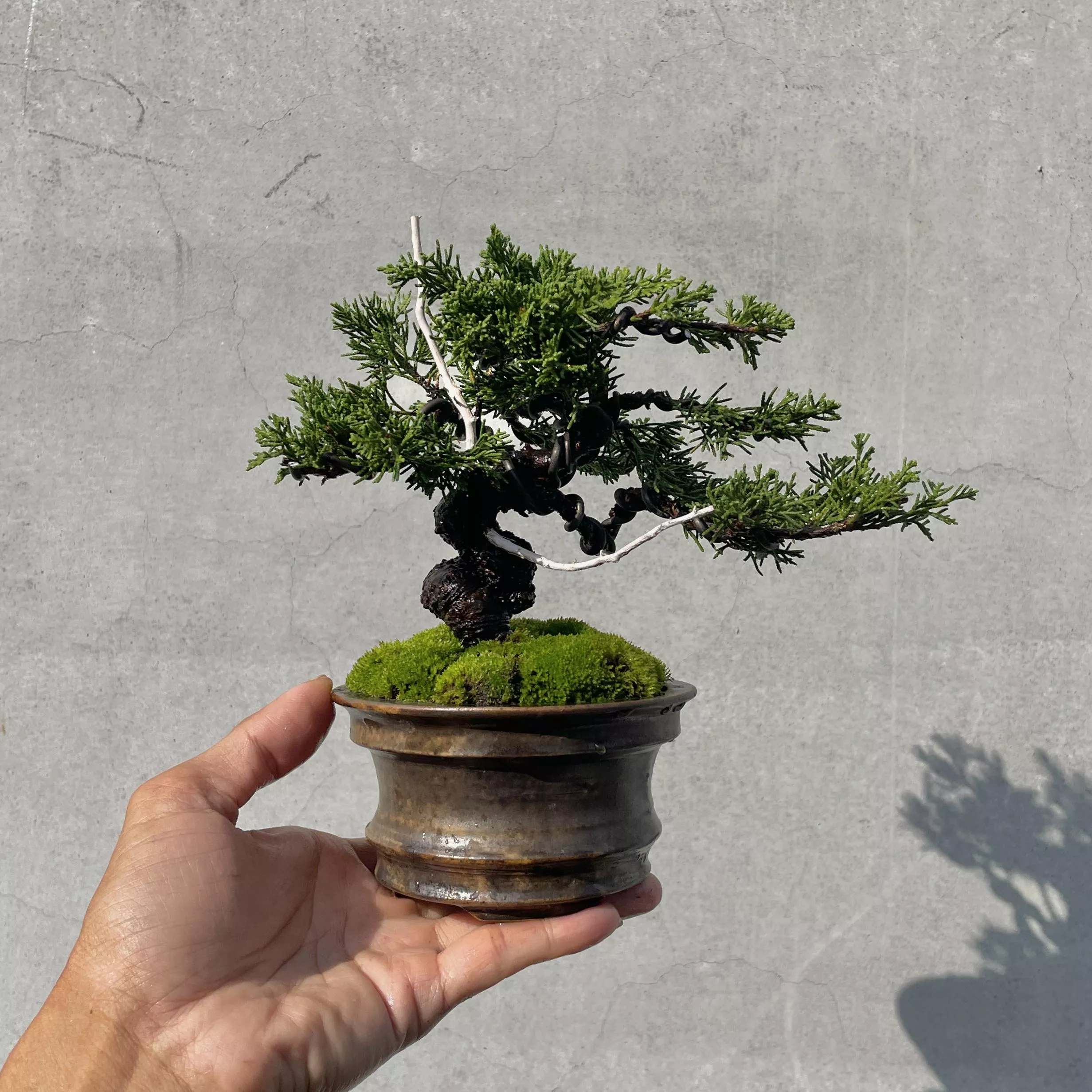 《野趣小品盆栽》宮阪系魚川真柏134．日本🇯🇵真柏．扭轉．松柏盆景