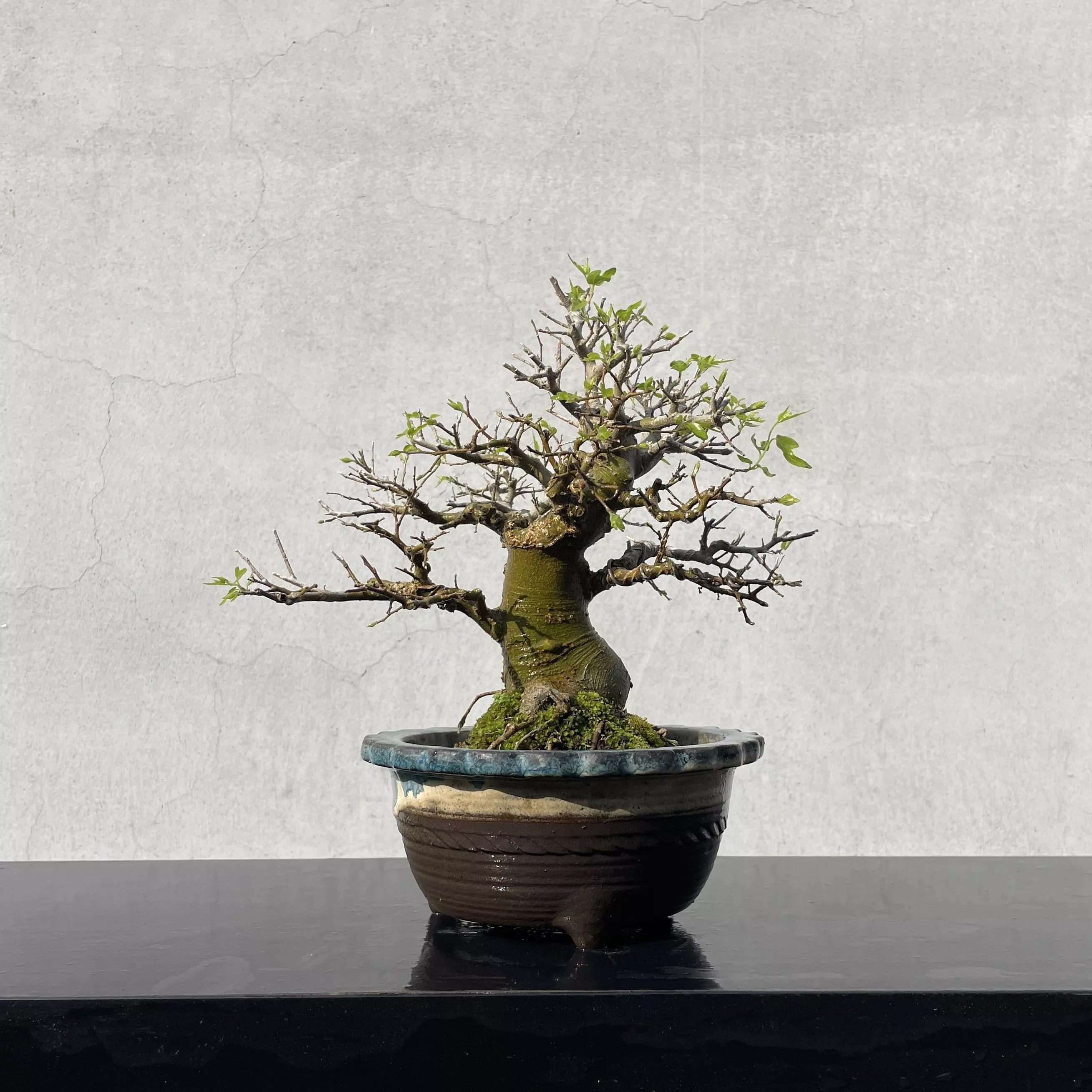 《野趣小品盆栽》石朴（精品粗頭）