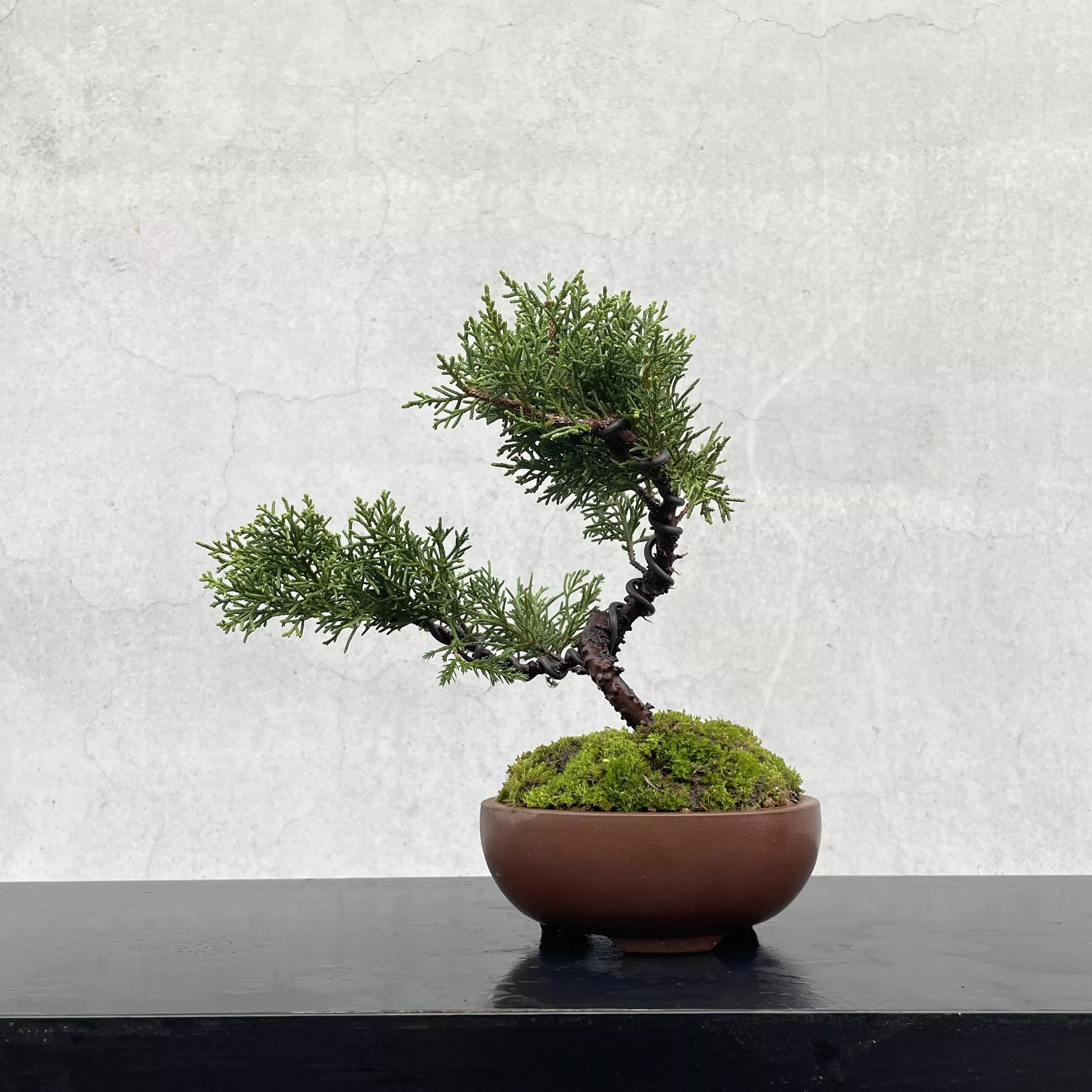 《野趣小品盆栽》紀州真柏55．鐵柏盆景．松柏盆栽