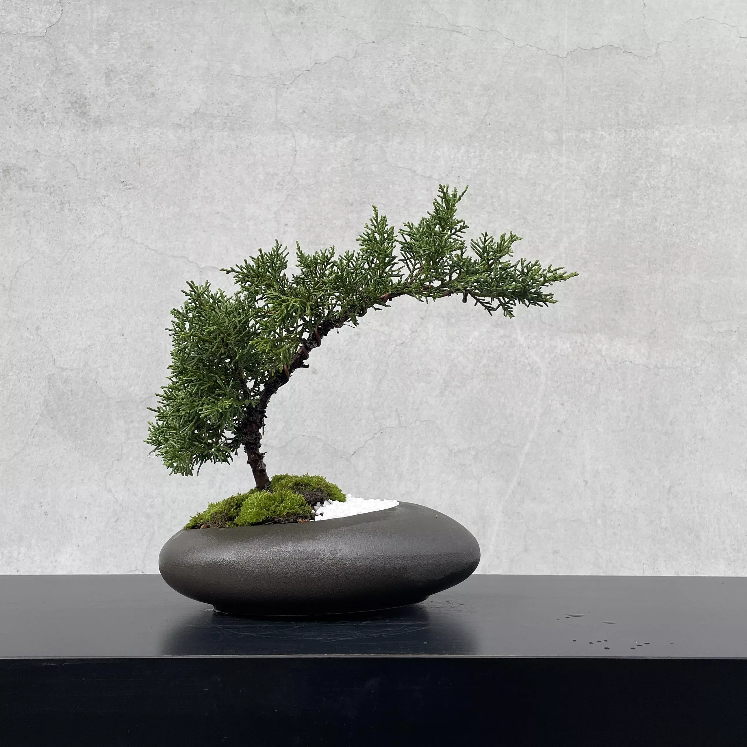 《野趣小品盆栽》紀州真柏54．鐵柏盆景．松柏盆栽