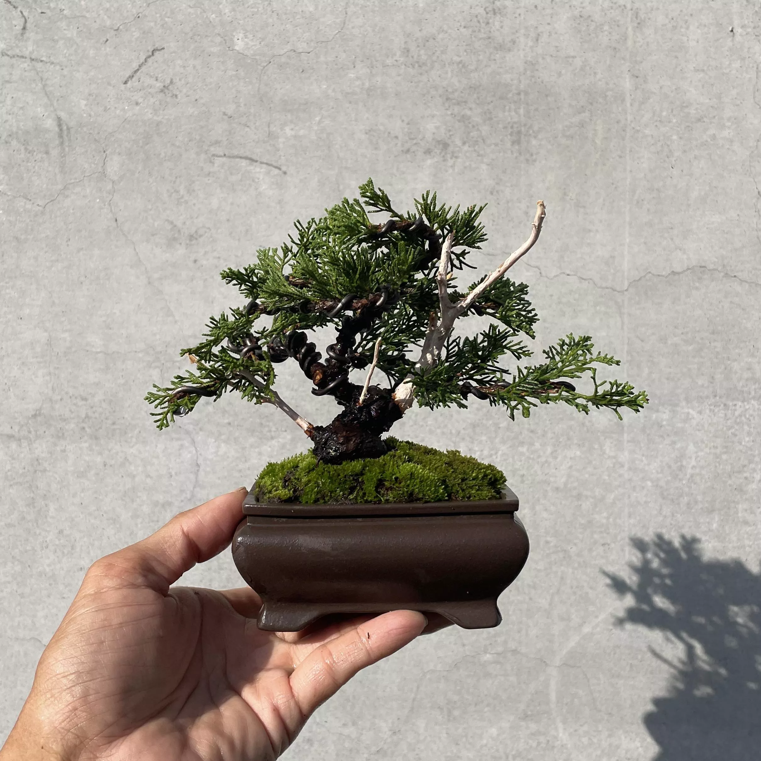 《野趣小品盆栽》宮阪系魚川真柏133．松柏盆景．送禮