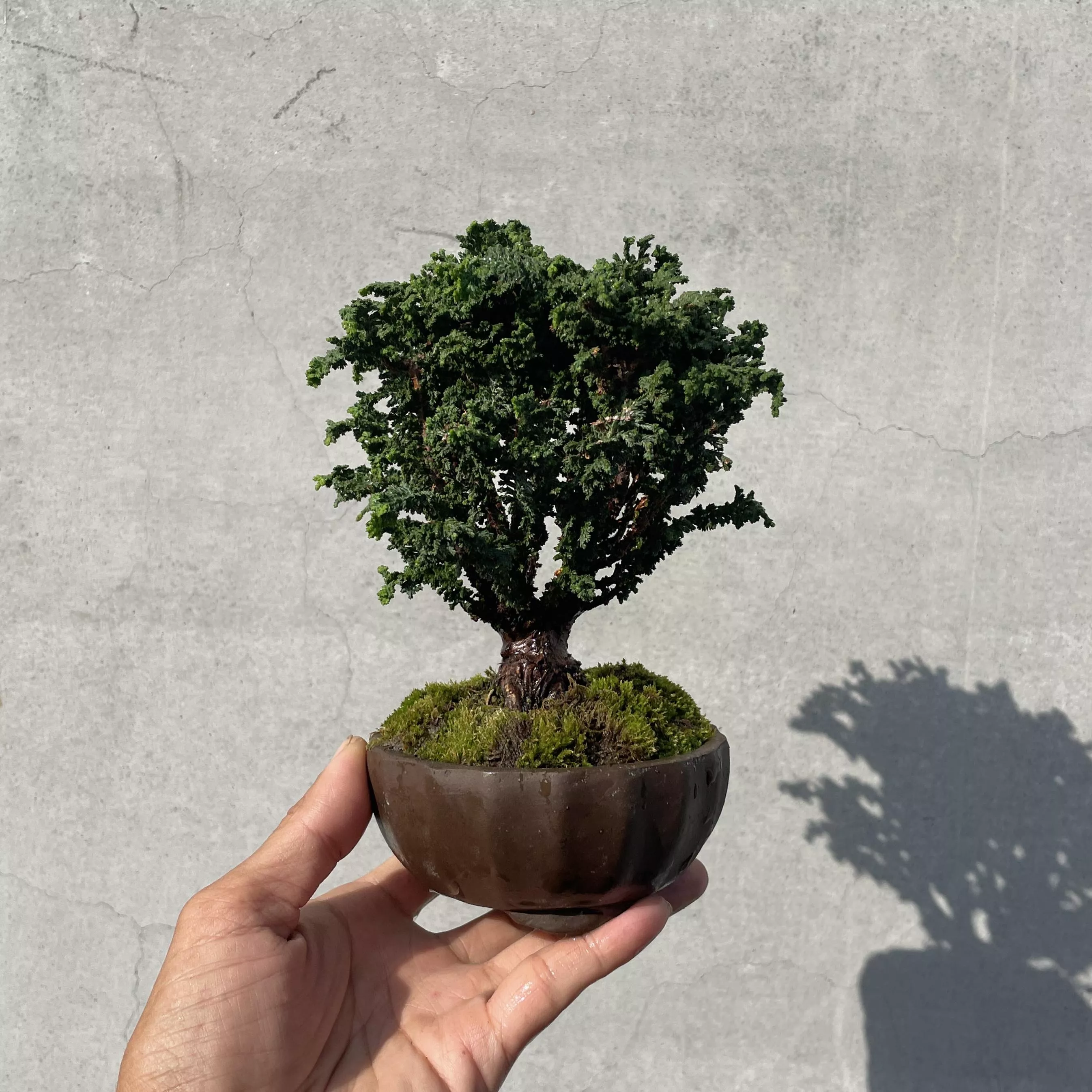 《野趣小品盆栽》石化檜（矮粗頭）