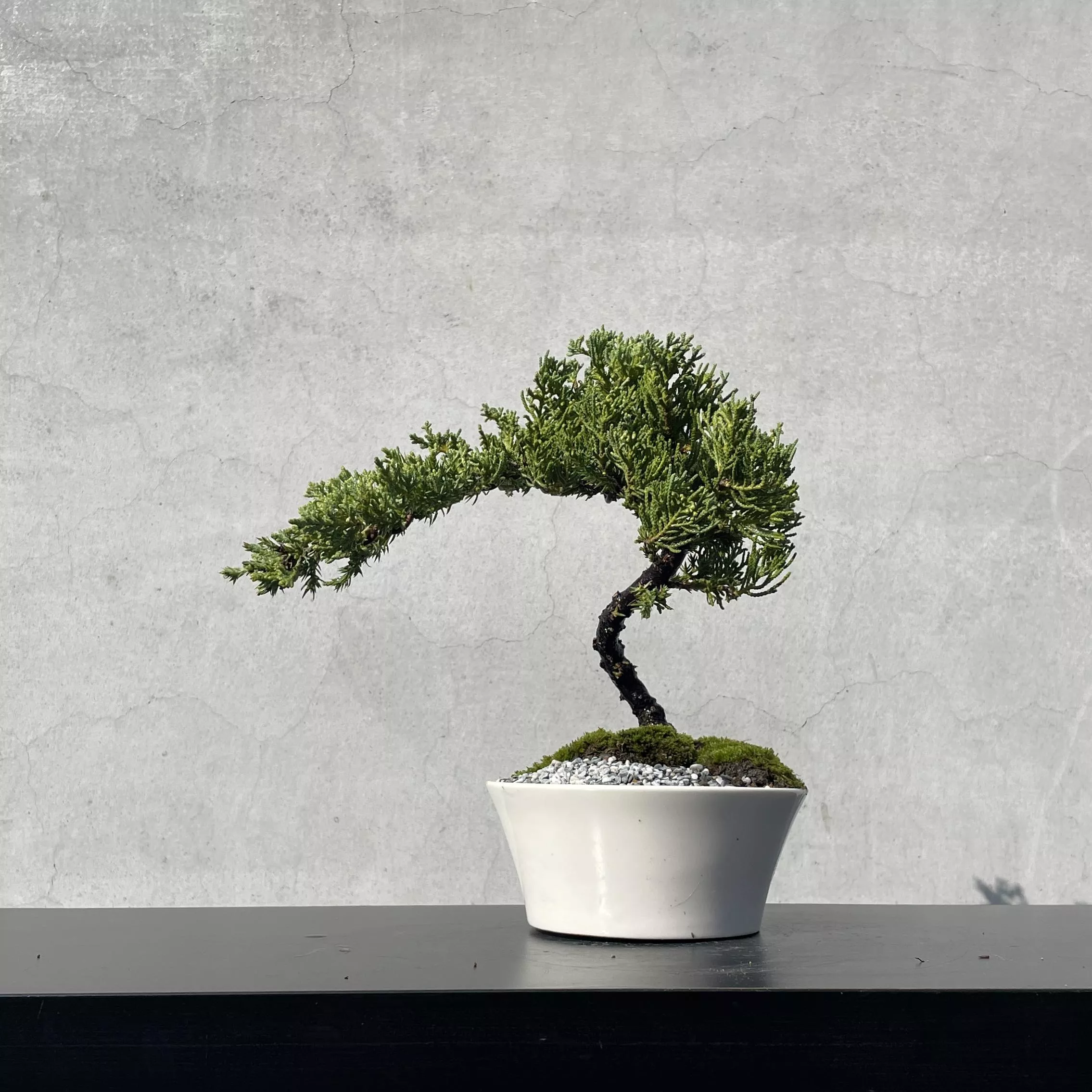 《野趣小品盆栽》珍珠柏227. 送禮．松柏盆栽盆景