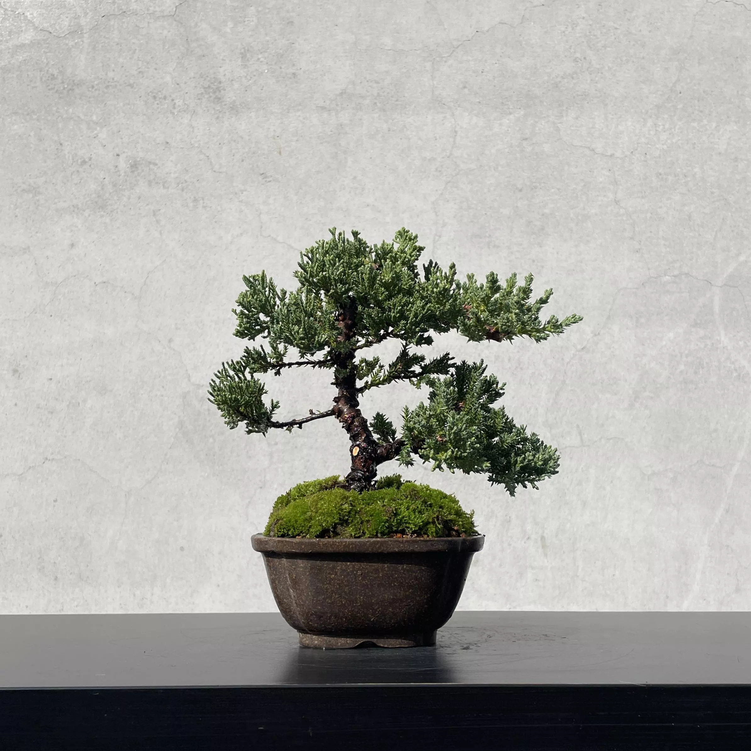 《野趣小品盆栽》珍珠柏226· 送禮．松柏盆栽．盆景