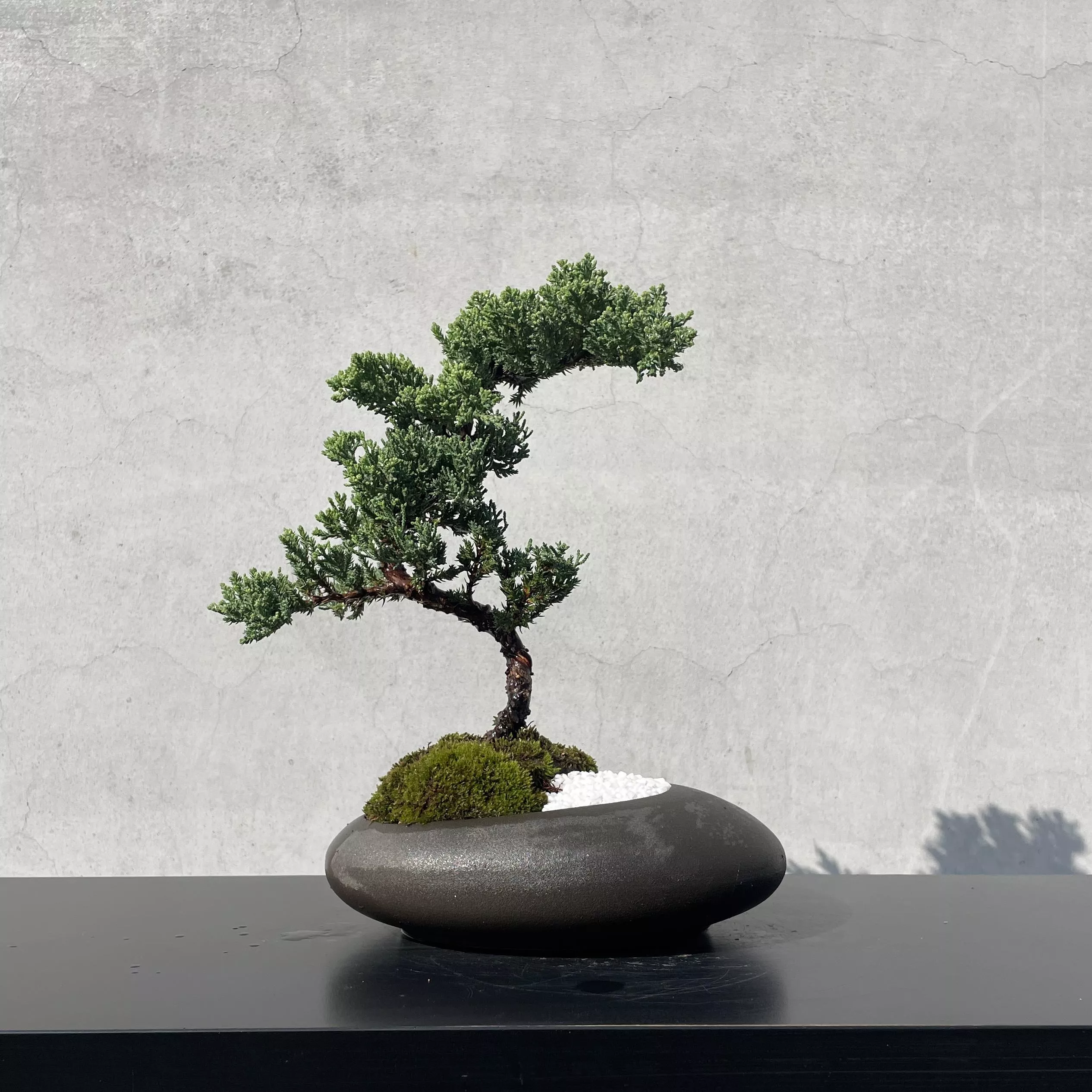 《野趣小品盆栽》珍珠柏225．松柏盆栽盆景．送禮