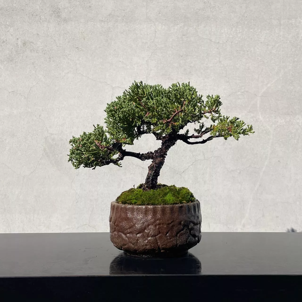 《野趣小品盆栽》珍珠柏224．松柏盆栽盆景．送禮