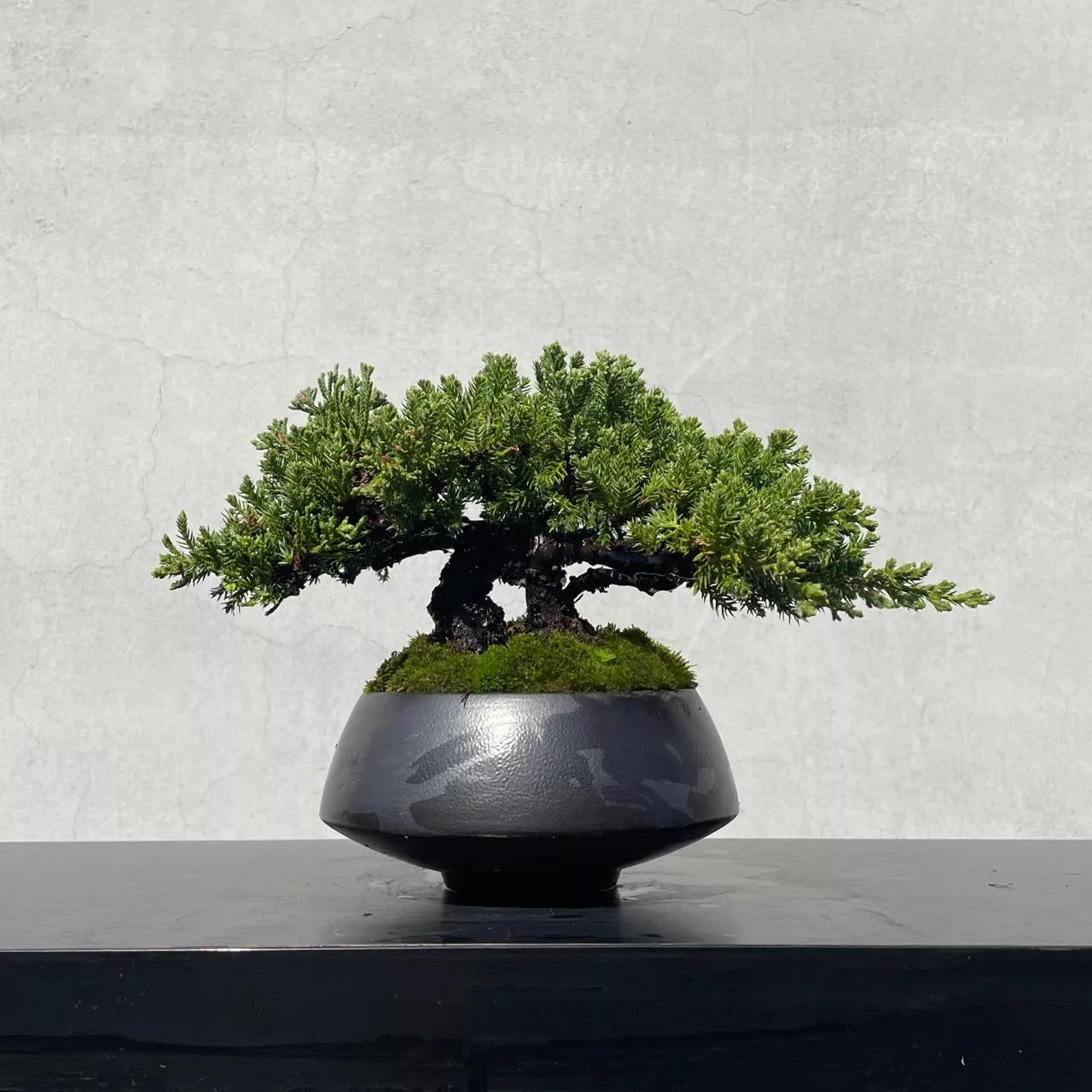 《野趣小品盆栽》珍珠柏223．松柏盆栽盆景．中國宜興