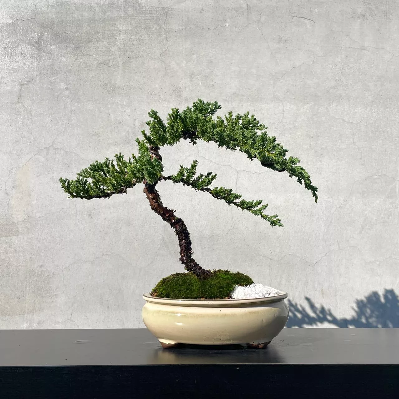 《野趣小品盆栽》珍珠柏222．松柏盆栽盆景．送禮