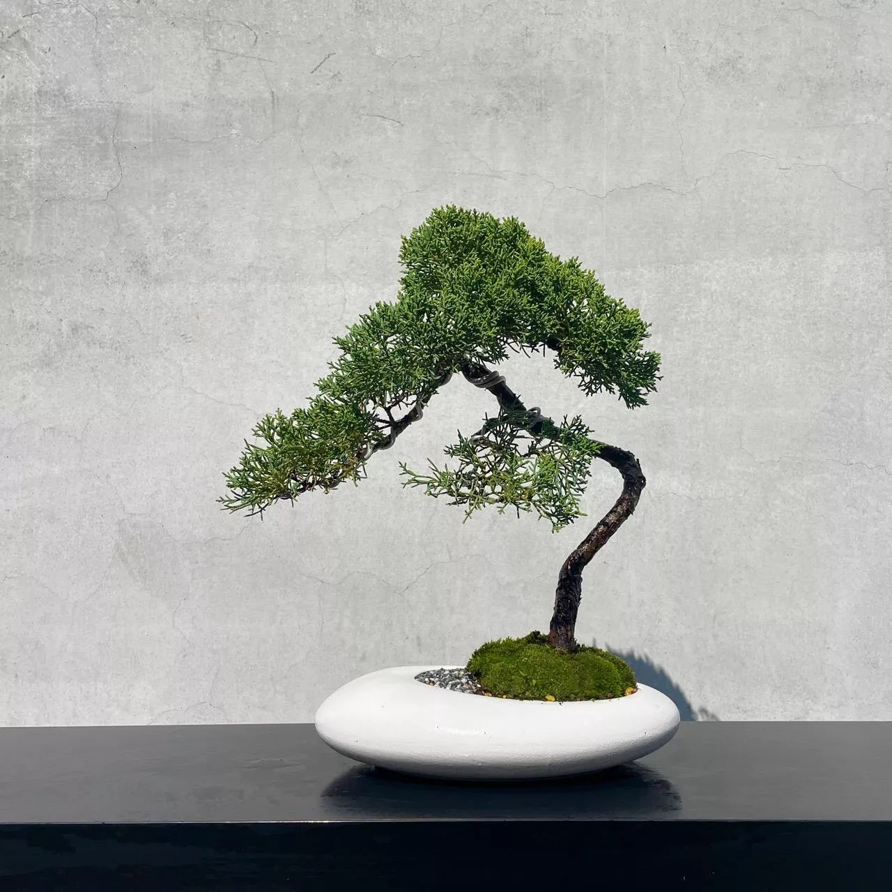 《野趣小品盆栽》紀州真柏53．鐵柏盆景．松柏盆栽