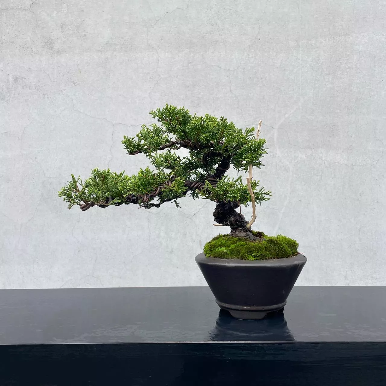 《野趣小品盆栽》宮阪系魚川真柏138．日本🇯🇵真柏．松柏盆景