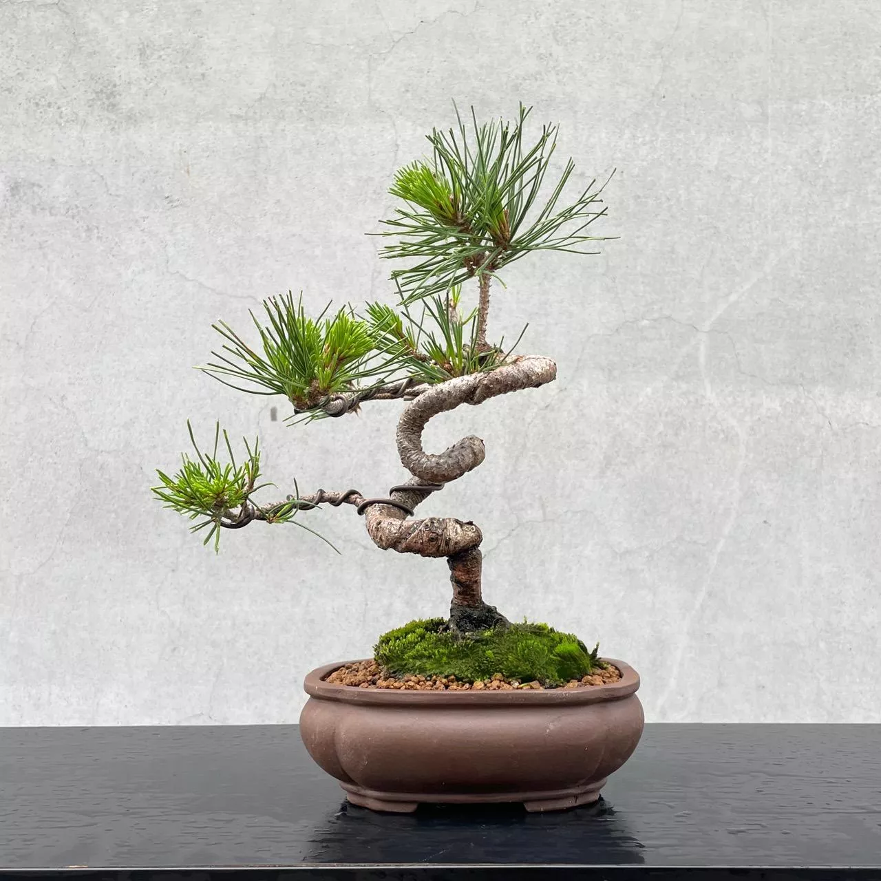 《野趣小品盆栽》黑松．送禮